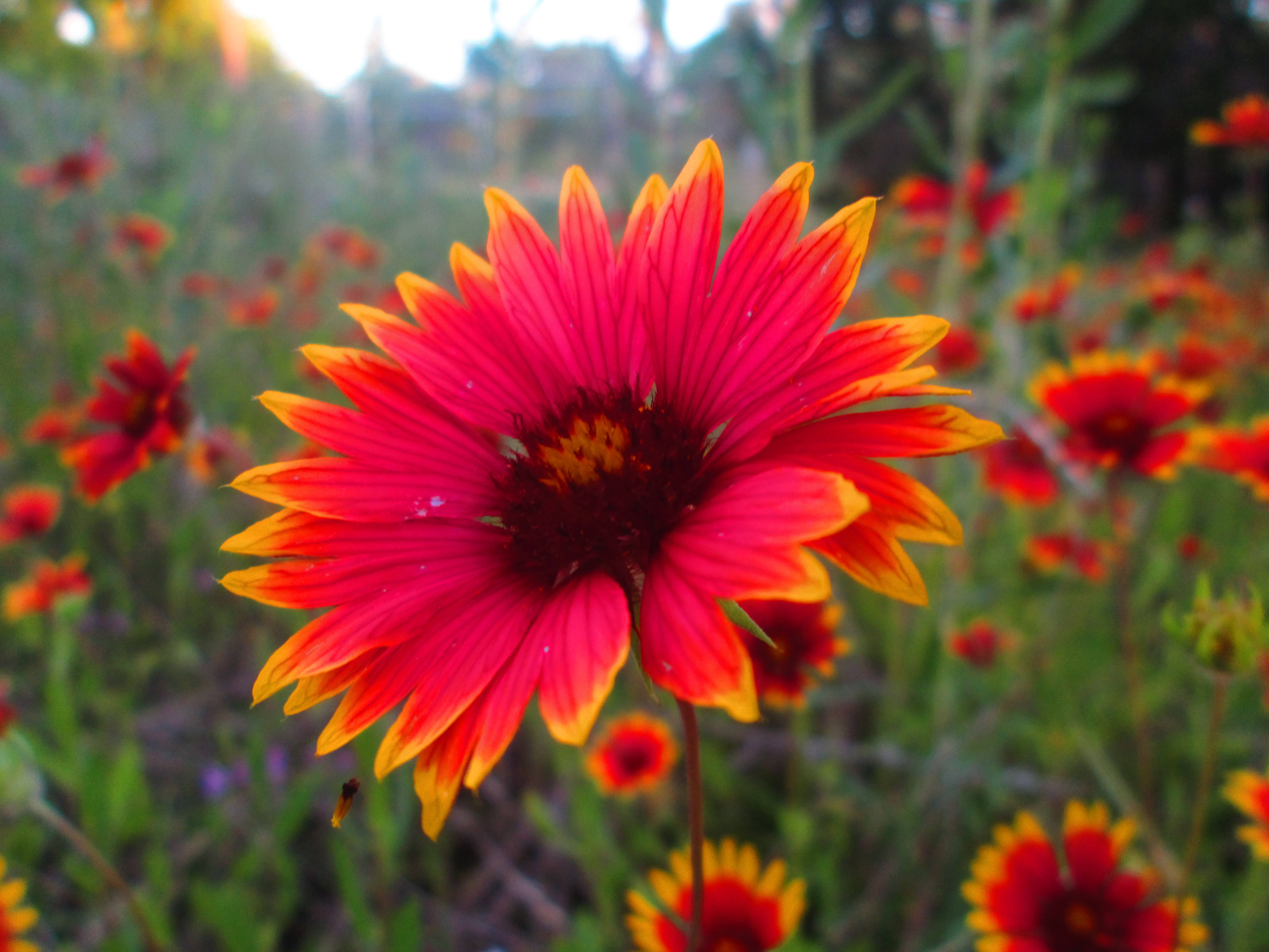 Tumblr 花朵 紅黃雙色花瓣 壁紙 — 一朵鮮豔的紅橙色花朵，帶有黃色尖端，在溫暖的陽光下，在一片相似花朵中柔和地綻放。