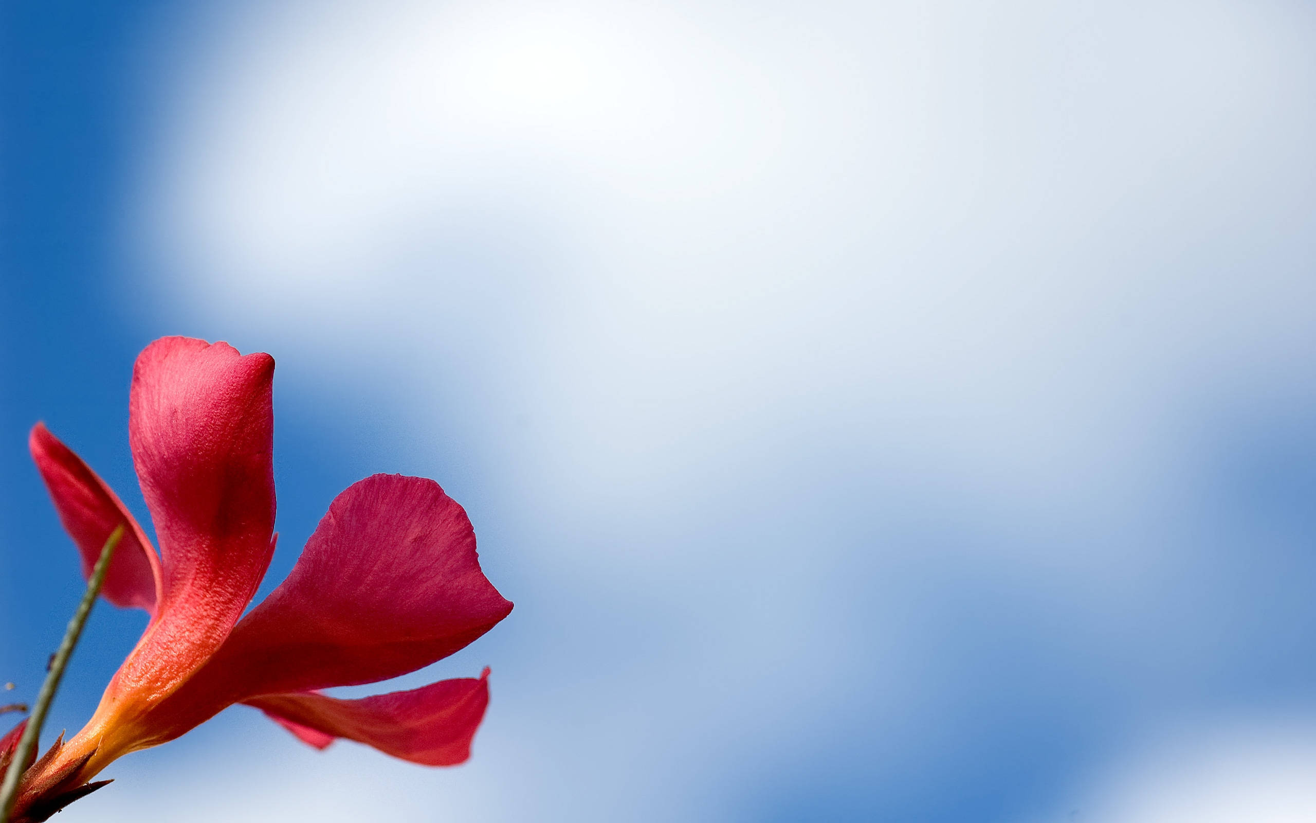 Tumblr 花與藍天 壁紙 — 一朵鮮紅的花在柔和藍天與輕柔雲朵中綻放。