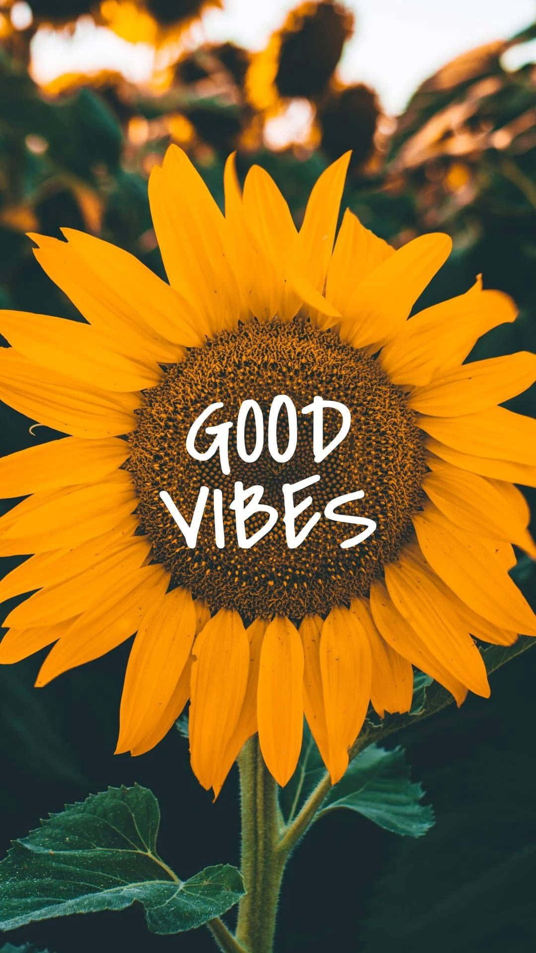 帶有 good vibes 文字疊加的向日葵