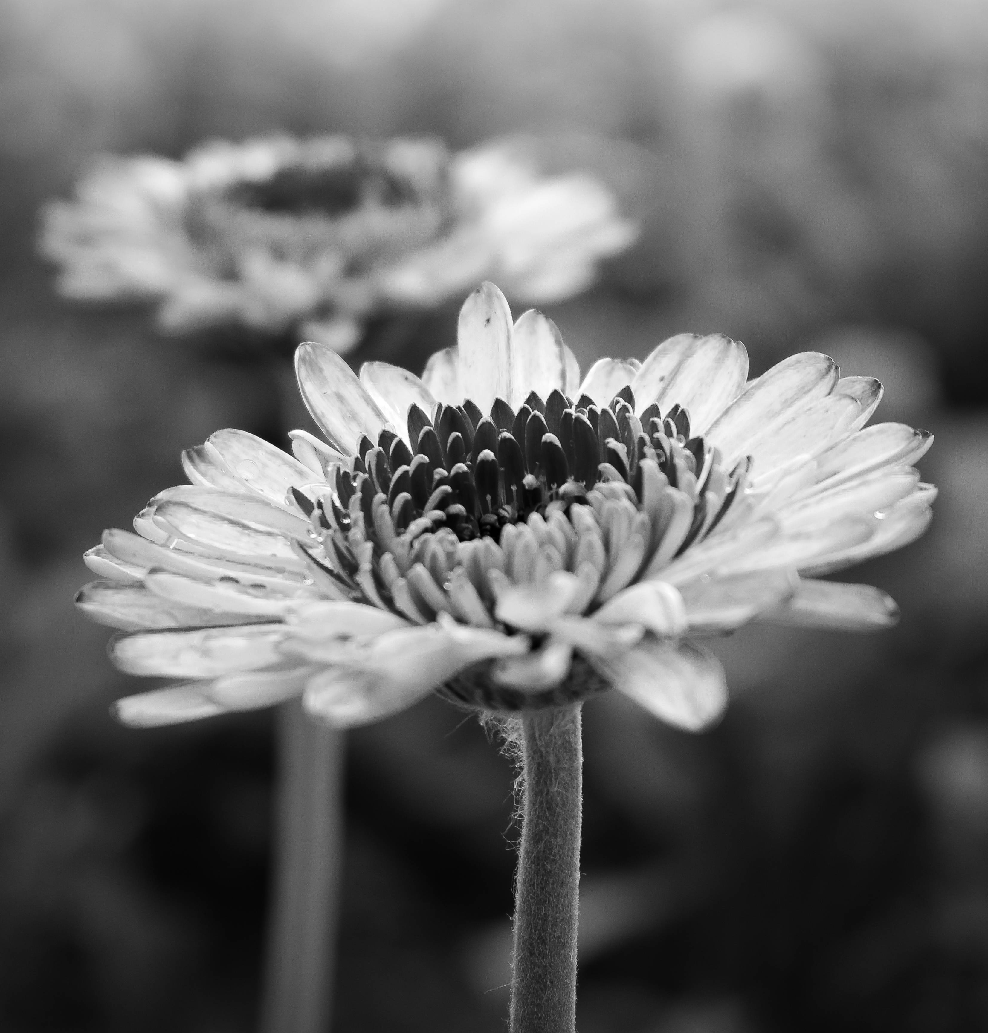 Tumblr 黑白繡球花 壁紙 — 單色特寫非洲菊雛菊，花瓣細膩，中心有紋理，背景柔和模糊。