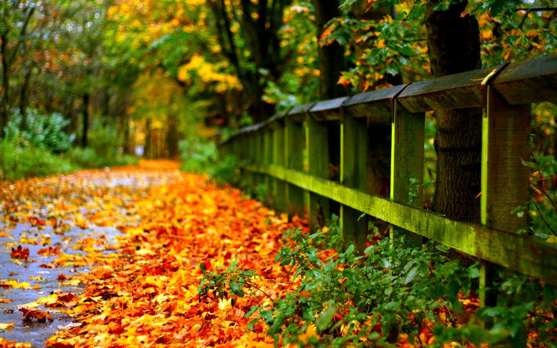 Tumblr秋季桌面壁紙：公園裡飄落的紅黃楓葉 壁紙 — 一條濕漉漉的森林小徑，鋪滿了鮮豔的橙色和黃色秋葉，沿著長滿苔蘚的木柵欄延伸向遠方。