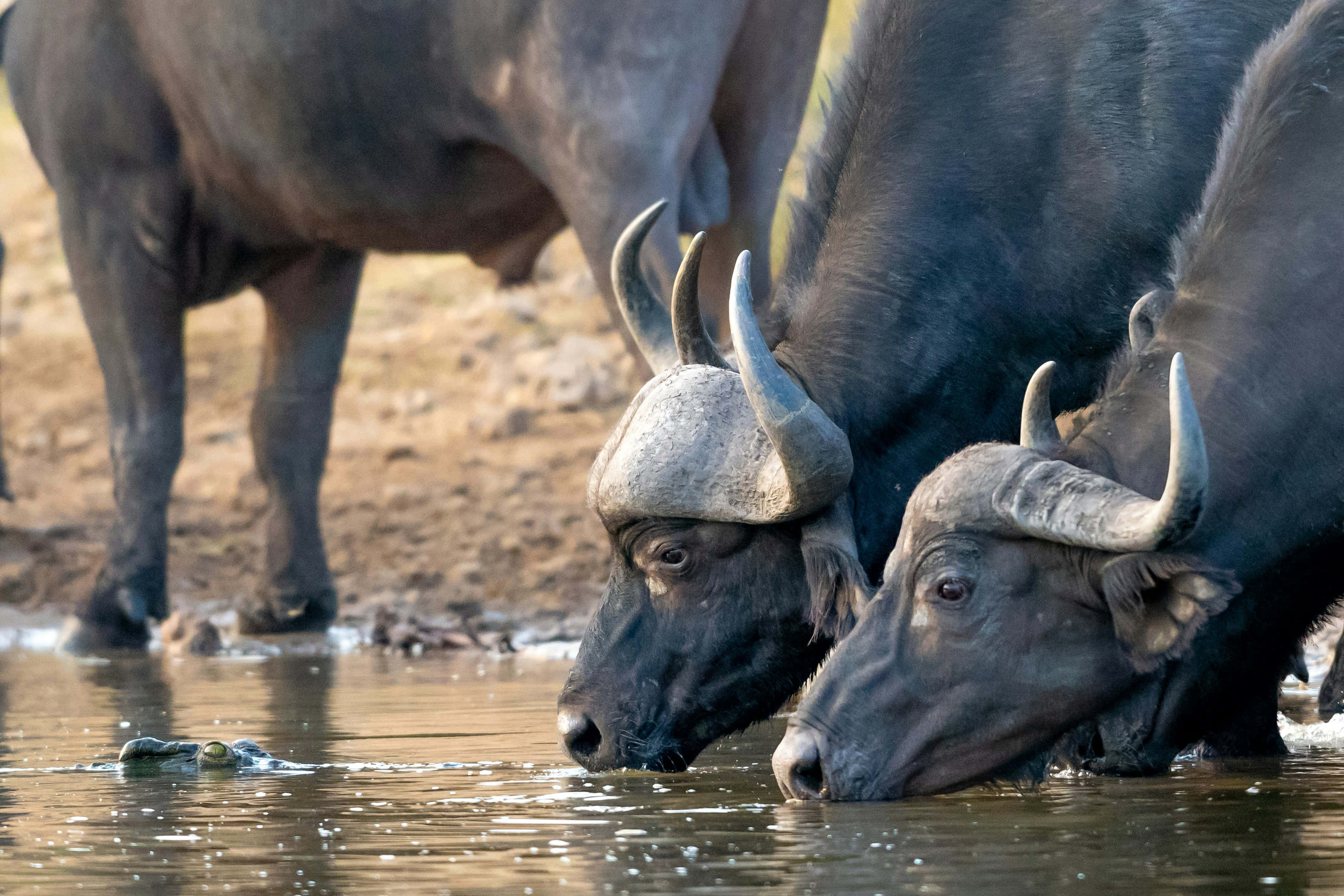 Water Buffalo 桌布 壁紙 — 兩隻彎角非洲水牛在泥濘的水坑飲水，一條鱷魚潛伏在水面下。
