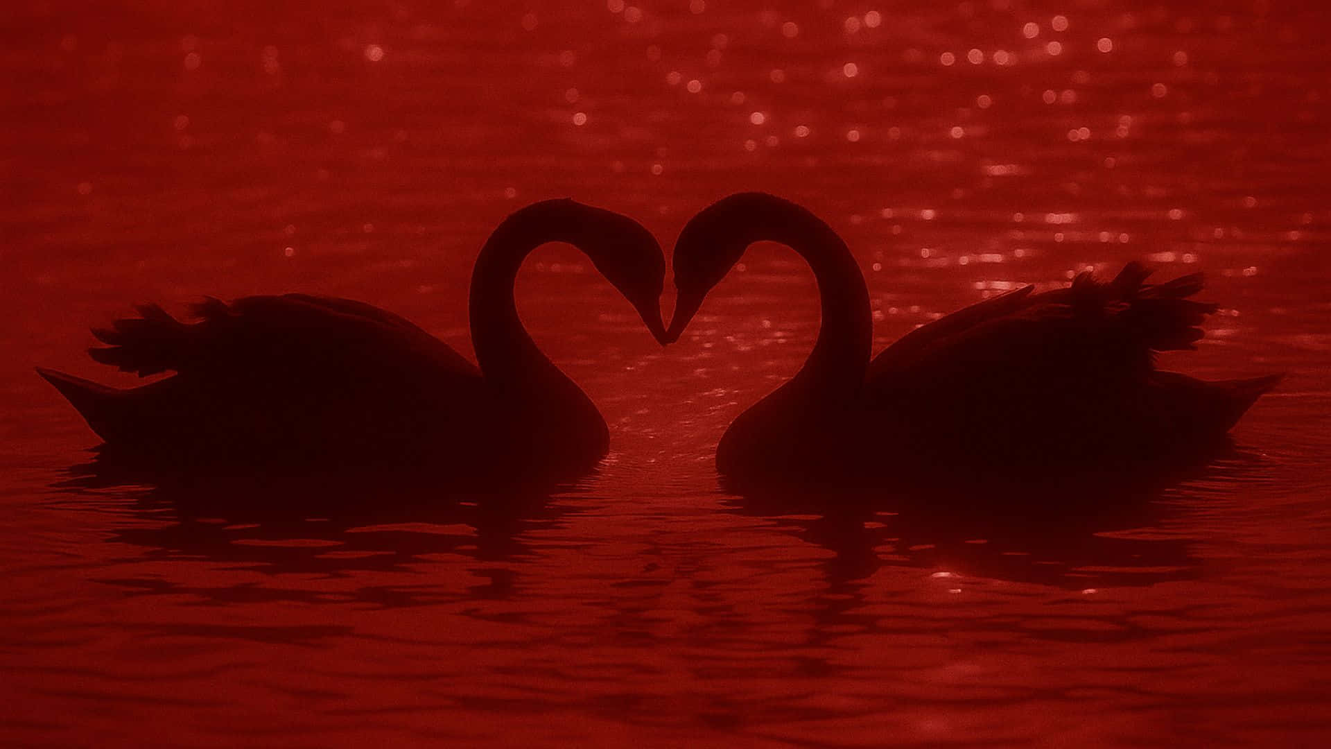  壁紙 — 兩隻黑天鵝的頸部剪影形成心形，映襯在發光的紅色水面上。