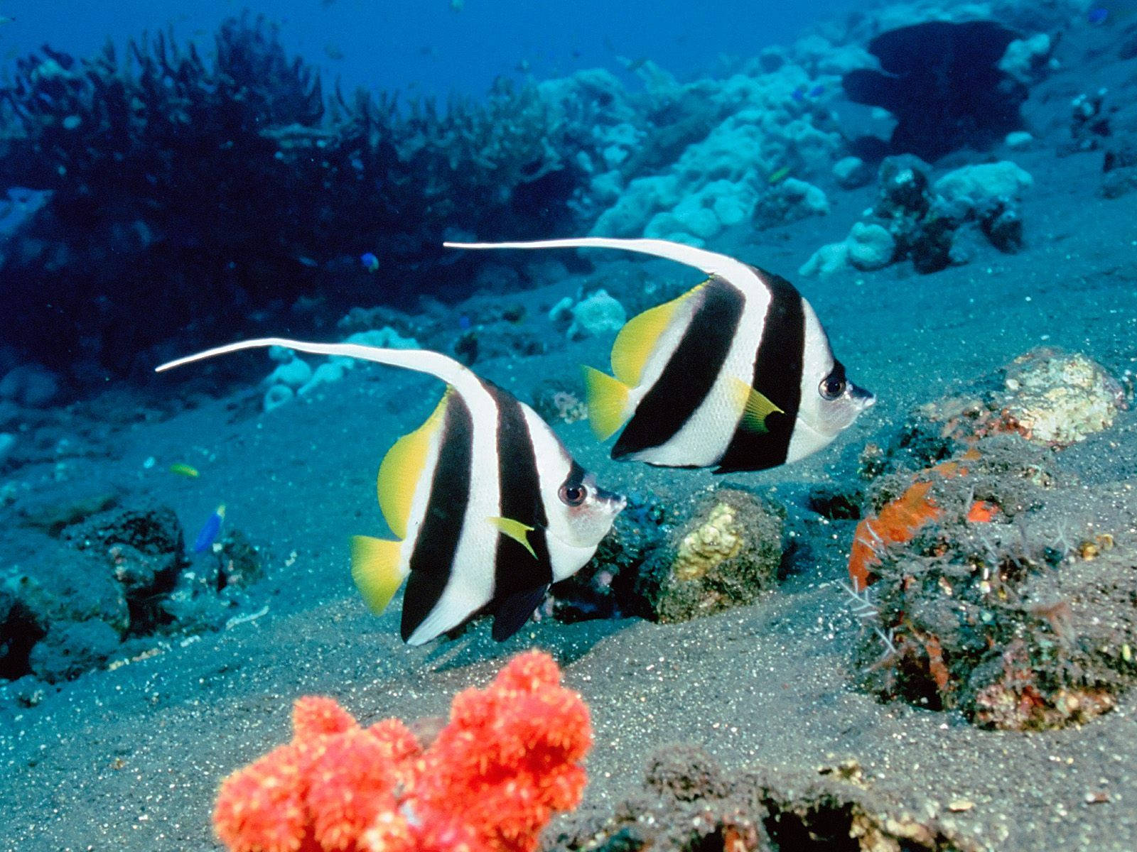 兩條神仙魚在海底珊瑚附近滑行