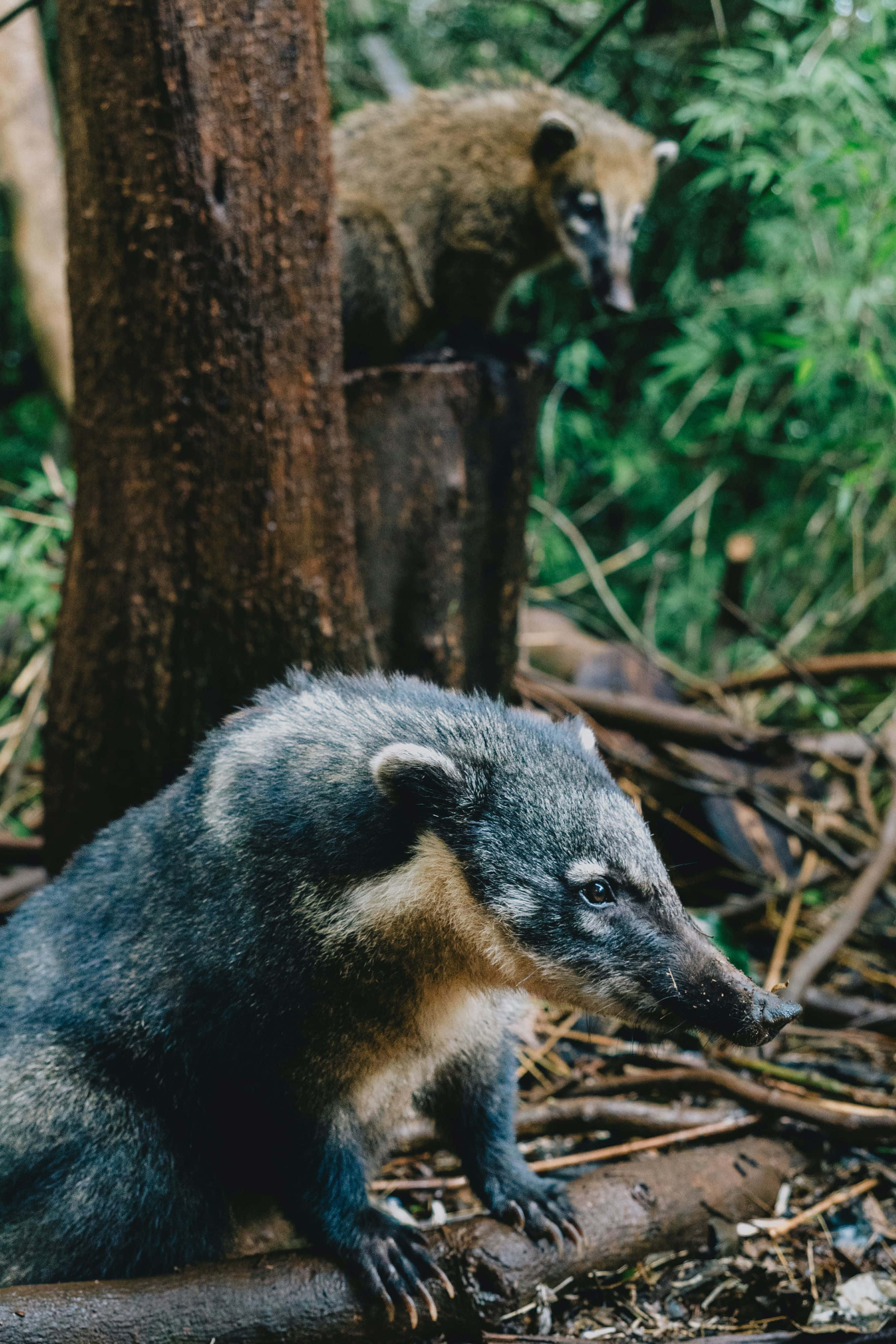 Coati 桌布 壁紙 — 兩隻長鼻浣熊在森林地面探索，一隻棲息在圓木上，另一隻在樹幹附近嗅聞地面。
