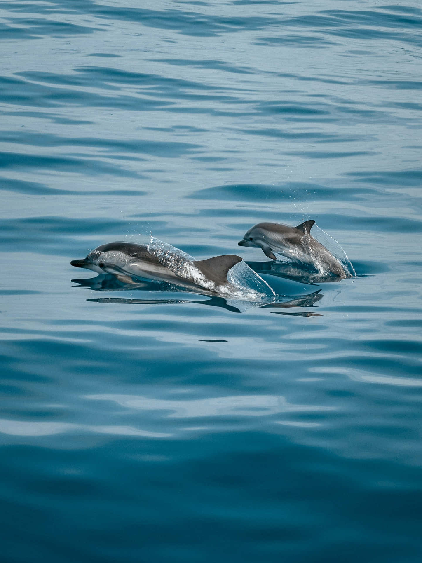  壁紙 — 兩隻海豚優雅地跳過平靜的碧綠海水，在它們流線型的身體周圍激起閃閃發光的水花。
