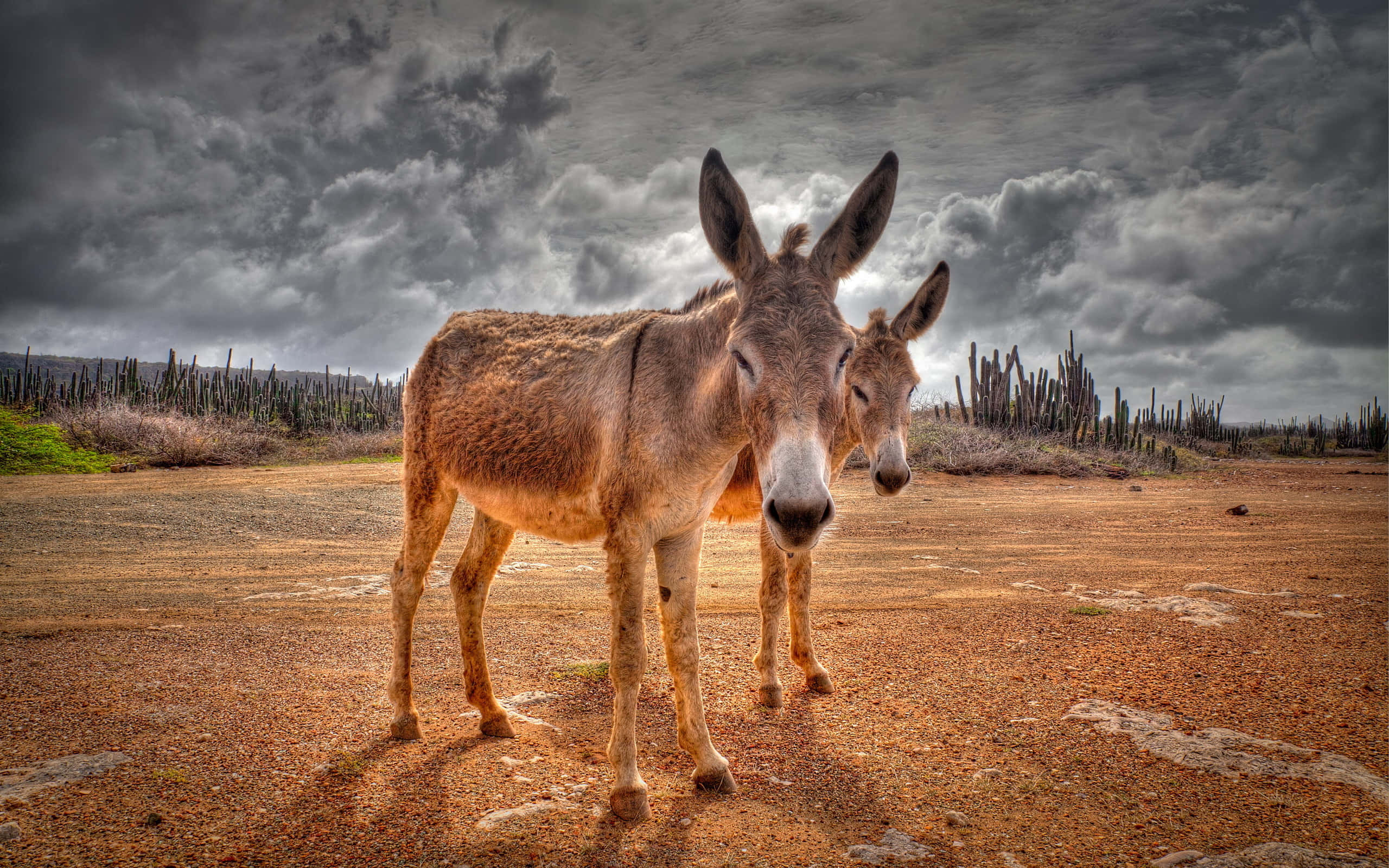 Mule 桌布 壁紙 — 兩頭驢子緊靠在一起站在乾燥的土地上，背景是戲劇性的多雲天空和仙人掌。