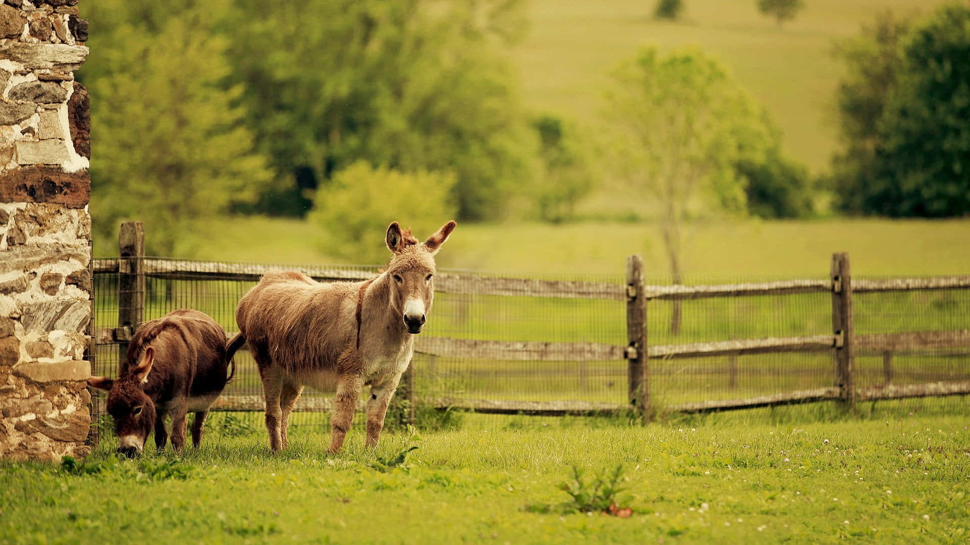 Mule 桌布 壁紙 — 兩隻驢子站在陽光明媚的綠色牧場上，旁邊有石牆和木柵欄，背景有樹木。