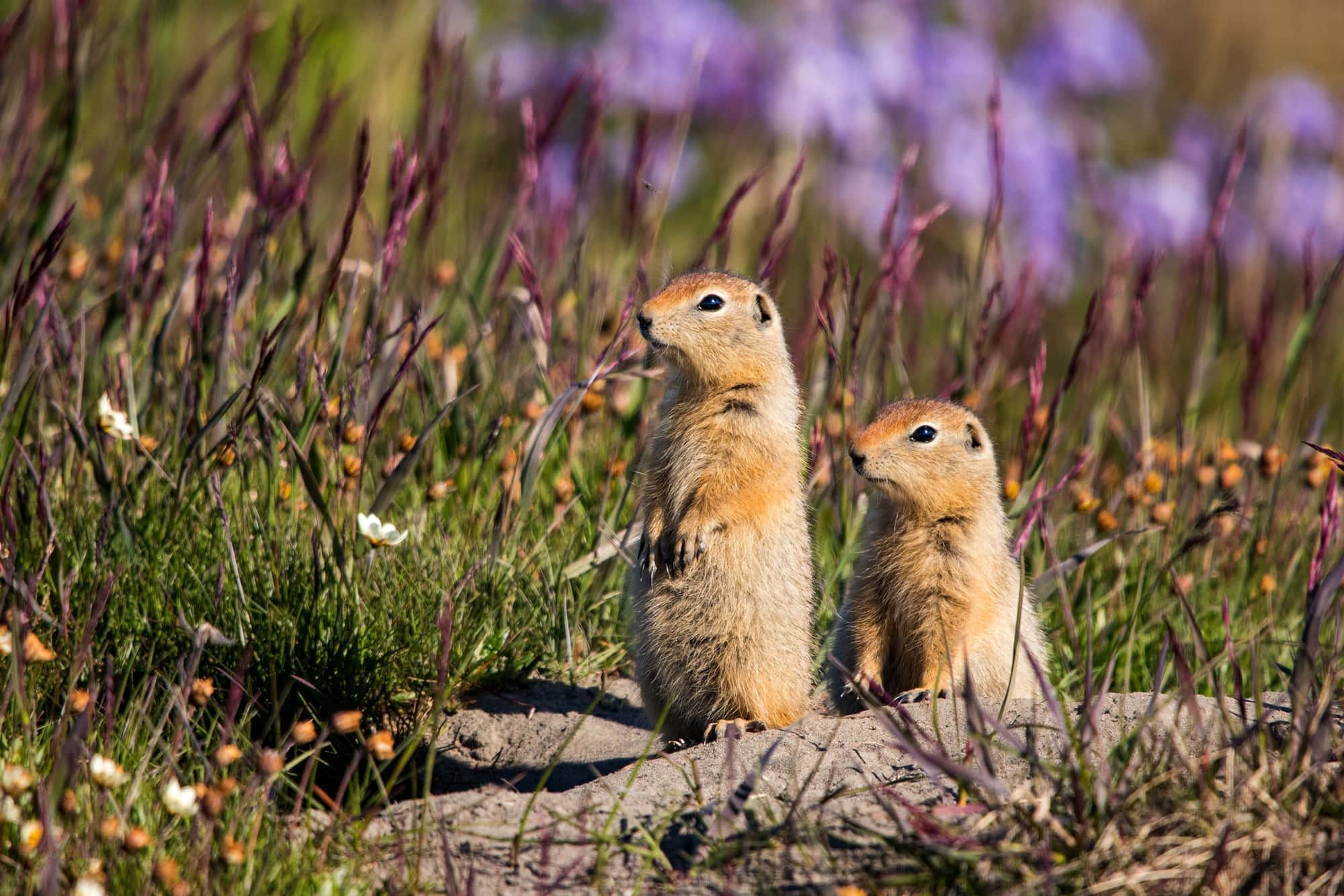 Gopher 桌布 壁紙 — 兩隻毛茸茸的地松鼠在陽光明媚、點綴著紫色野花和綠草的草地上警覺地站著。