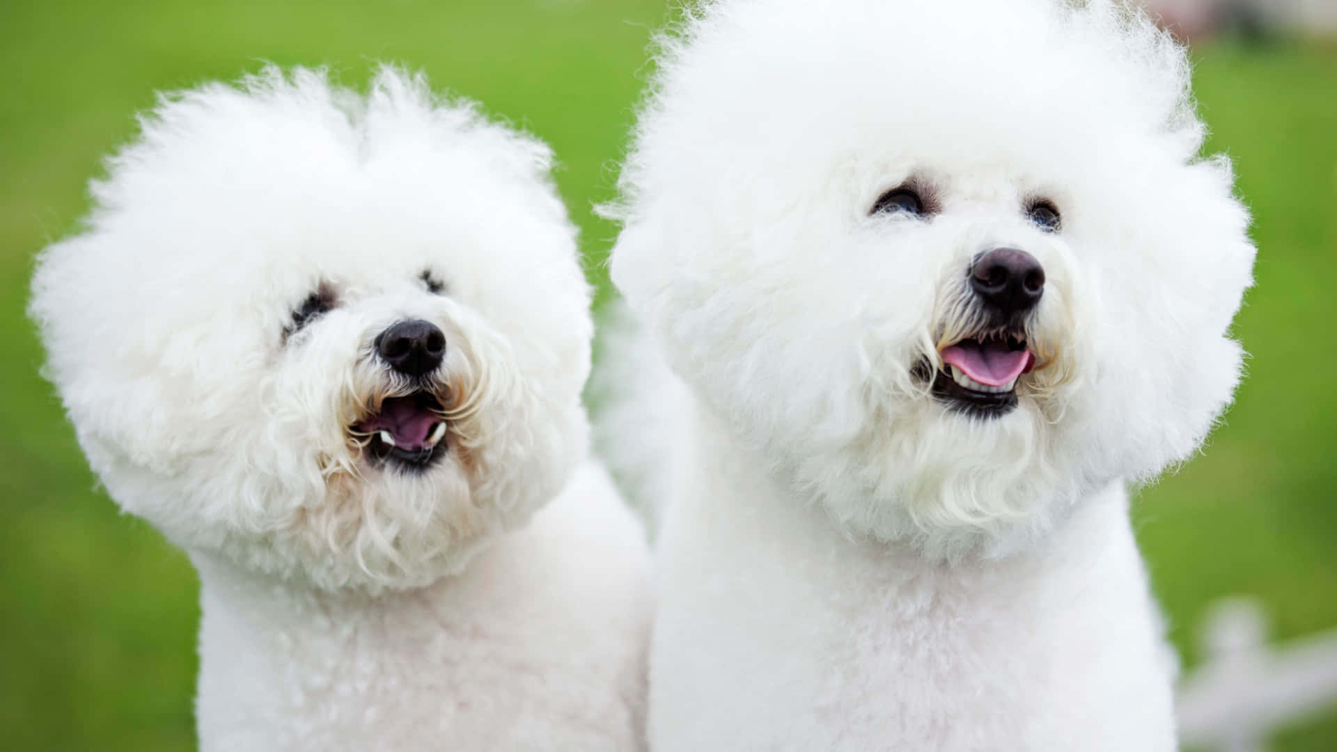 兩隻毛茸茸的白色比熊犬在戶外的綠色草地上微笑。