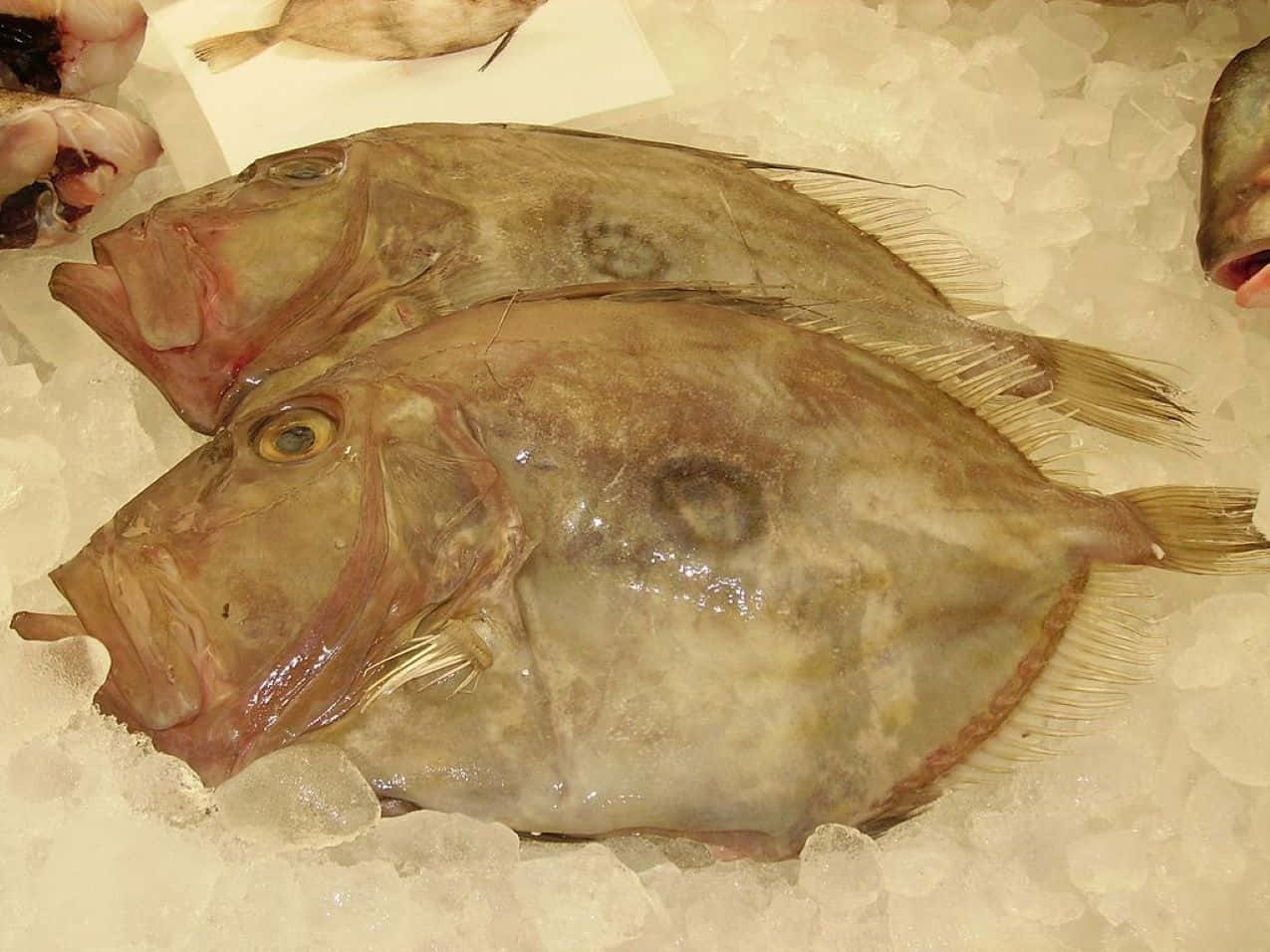  壁紙 — 兩條新鮮的比目魚放在碎冰床上，在海鲜市場中展現閃亮的鱗片和大眼睛。