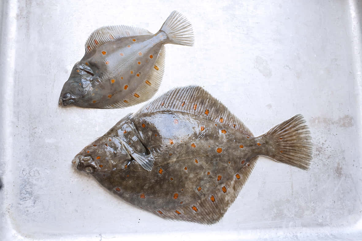  壁紙 — 兩條帶有橙色斑點的新鮮比目魚放在金屬托盤上，展示其扁平身體和紋理皮膚。