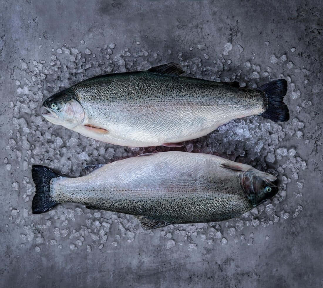  壁紙 — 兩條新鮮的虹鱒魚躺在灰色混凝土表面的碎冰上，魚鱗閃爍著銀色和綠色的色調。