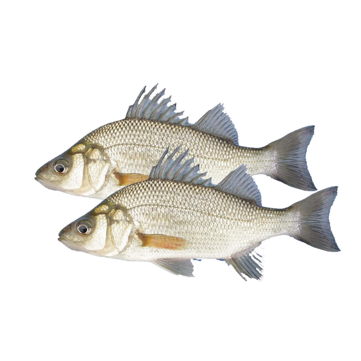 壁紙 — 兩條新鮮鱸魚，帶有詳細鱗片和魚鰭，在純白背景上孤立展示。