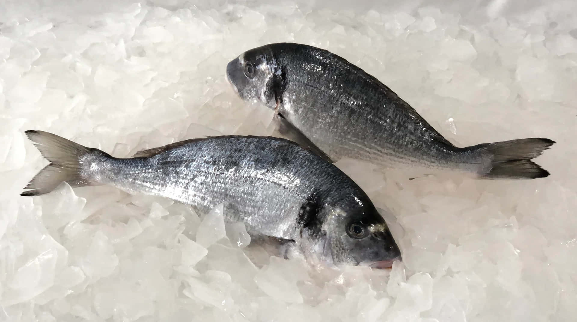  壁紙 — 兩條新鮮銀色魚放在市場陳列中的碎冰床上。