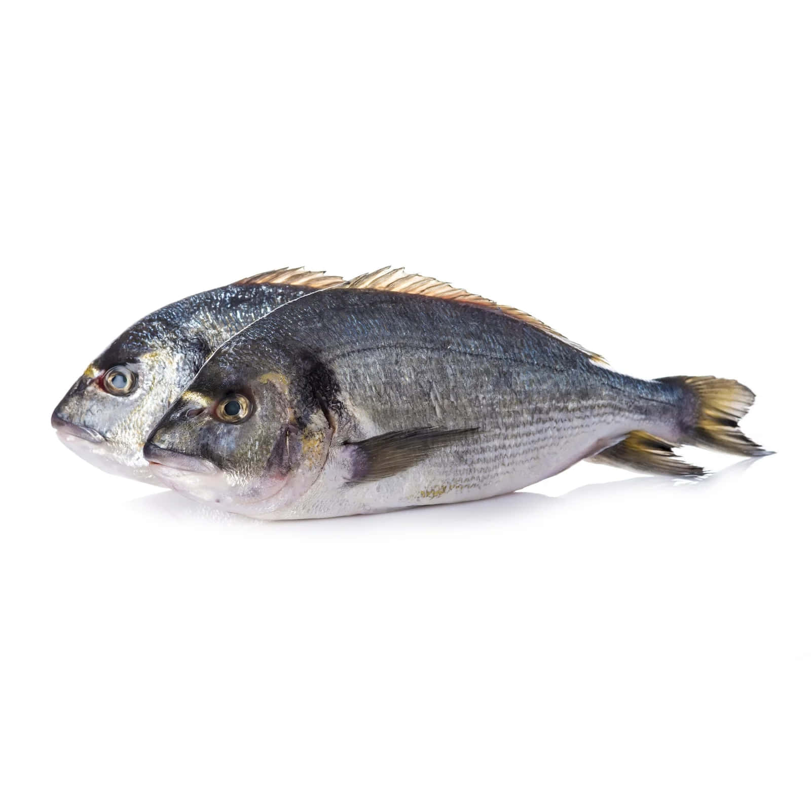  壁紙 — 兩條新鮮銀色魚，帶金色魚鰭，放在潔白表面上，展現細緻鱗片和逼真眼睛。