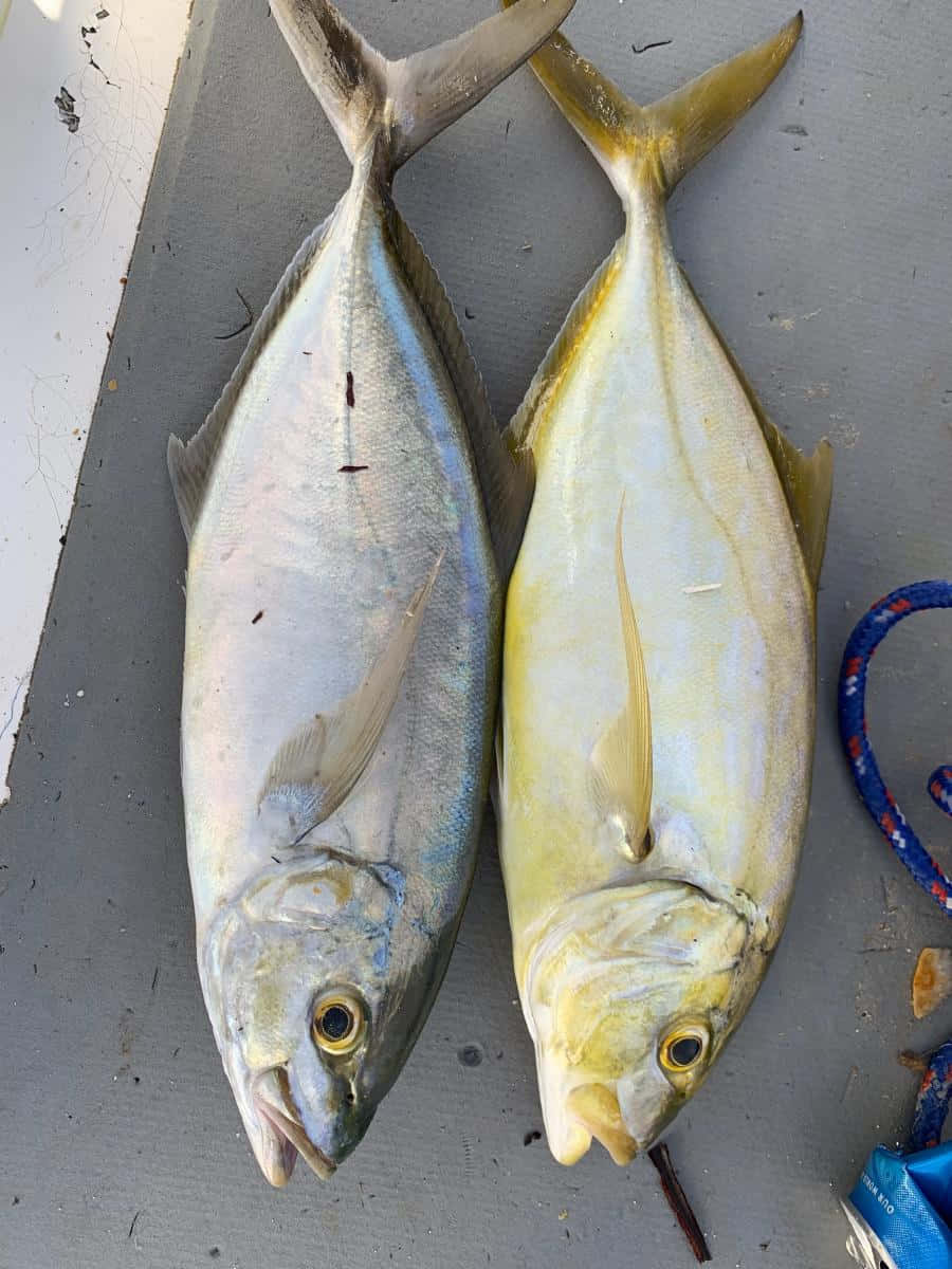  壁紙 — 兩條剛捕獲的黃尾魚並排躺在灰色的船甲板上，附近有繩索。