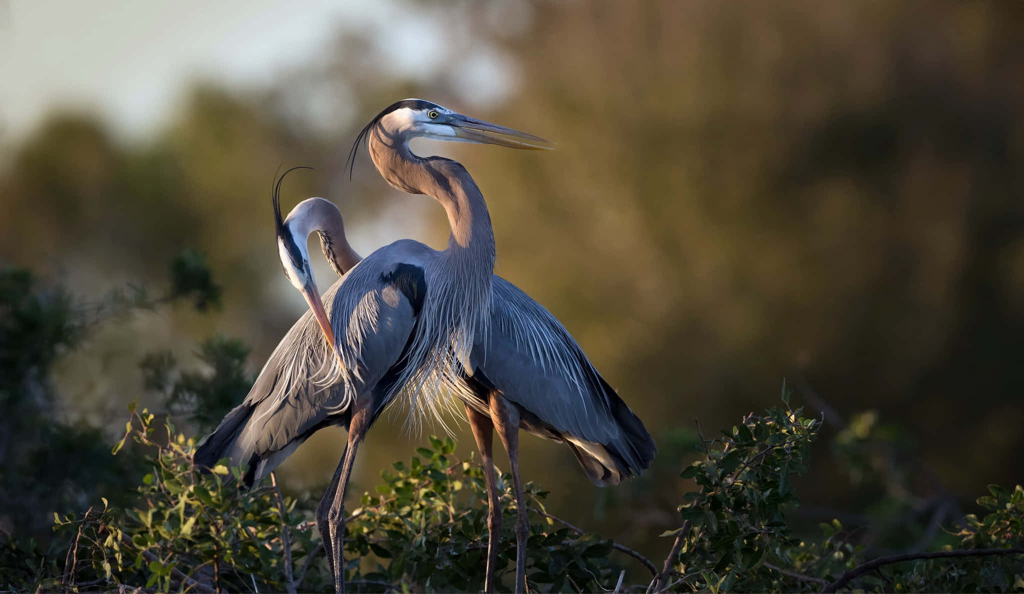 Heron 桌布 壁紙 — 兩隻大藍鷺優雅地站在沐浴在溫暖金色陽光中的綠色灌木叢中。