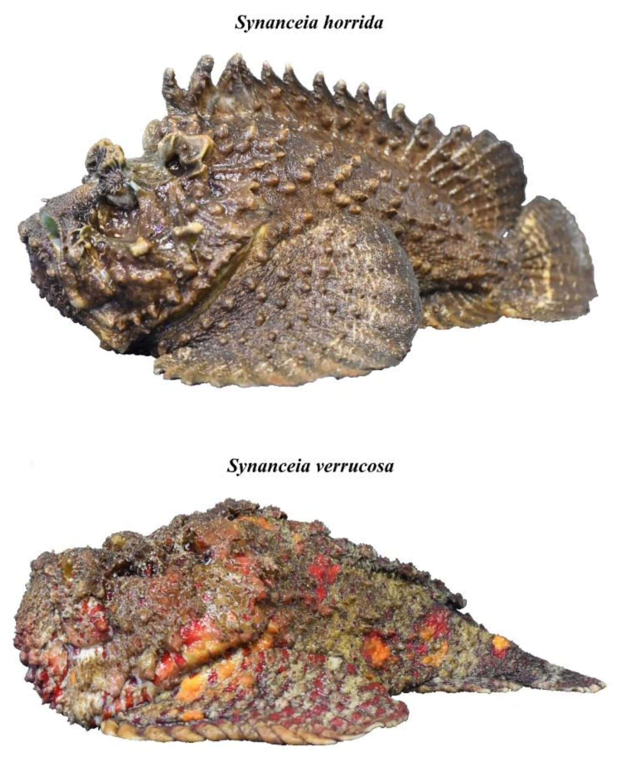 Stonefish 桌布 壁紙 — 兩種怪異的有毒石魚，皮膚凹凸不平、質感粗糙，帶有斑駁的棕色和紅色圖案。