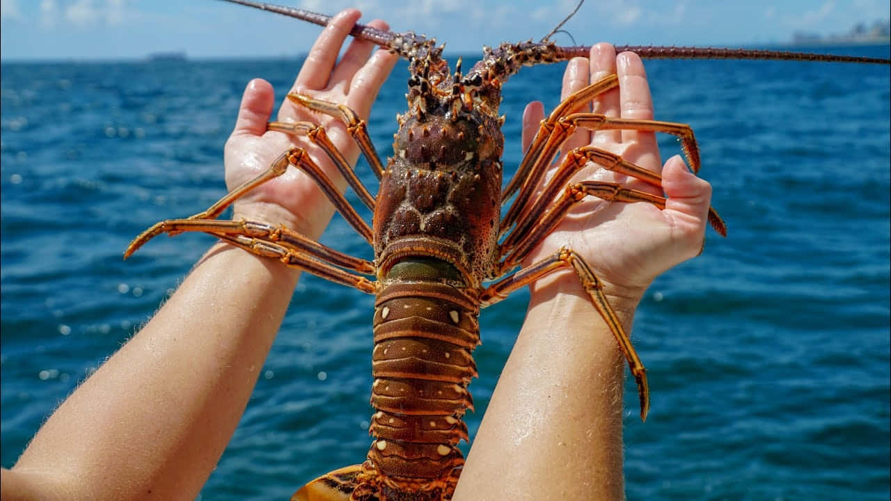 Spiny Lobster 桌布 壁紙 — 兩隻手捧著一隻大型多刺龍蝦，背景是明亮陽光下的深藍色海洋。