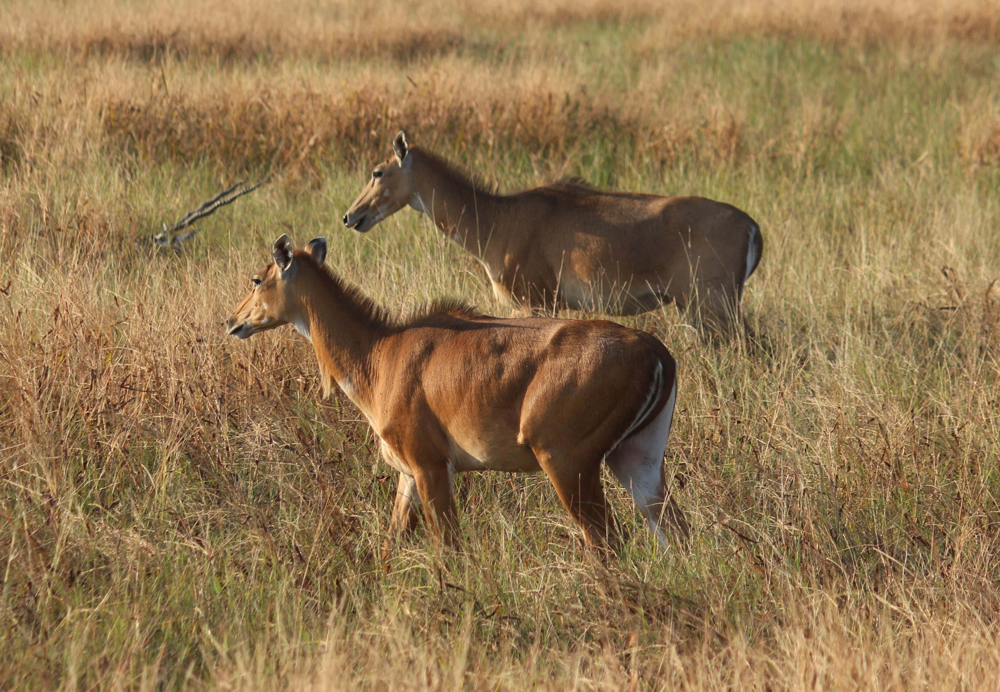 Blackbuck 桌布 壁紙 — 兩隻麋羚在熱帶草原溫暖陽光下，警覺地站在高高的金色草叢中。