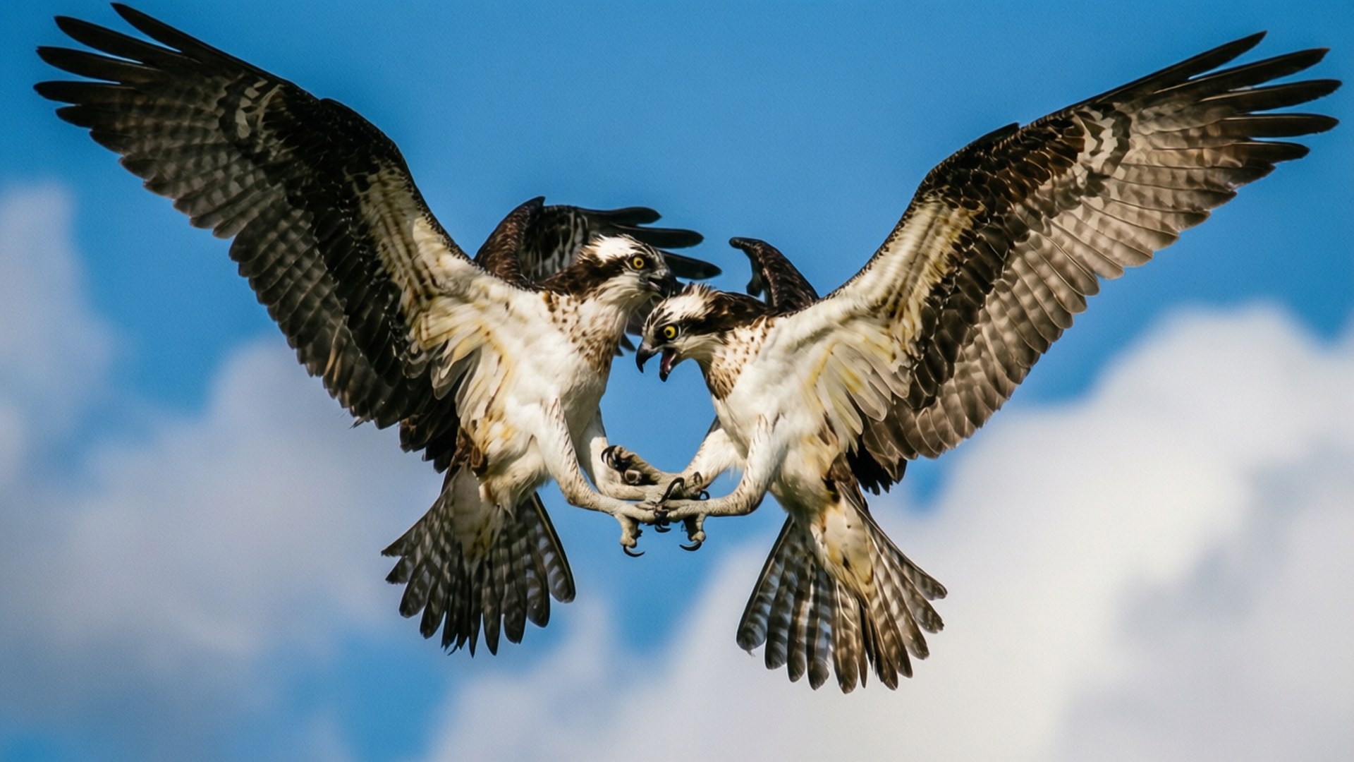Osprey 桌布 壁紙 — 兩隻魚鷹在半空中鎖定爪子，背景是明亮的藍天和蓬鬆的白雲。