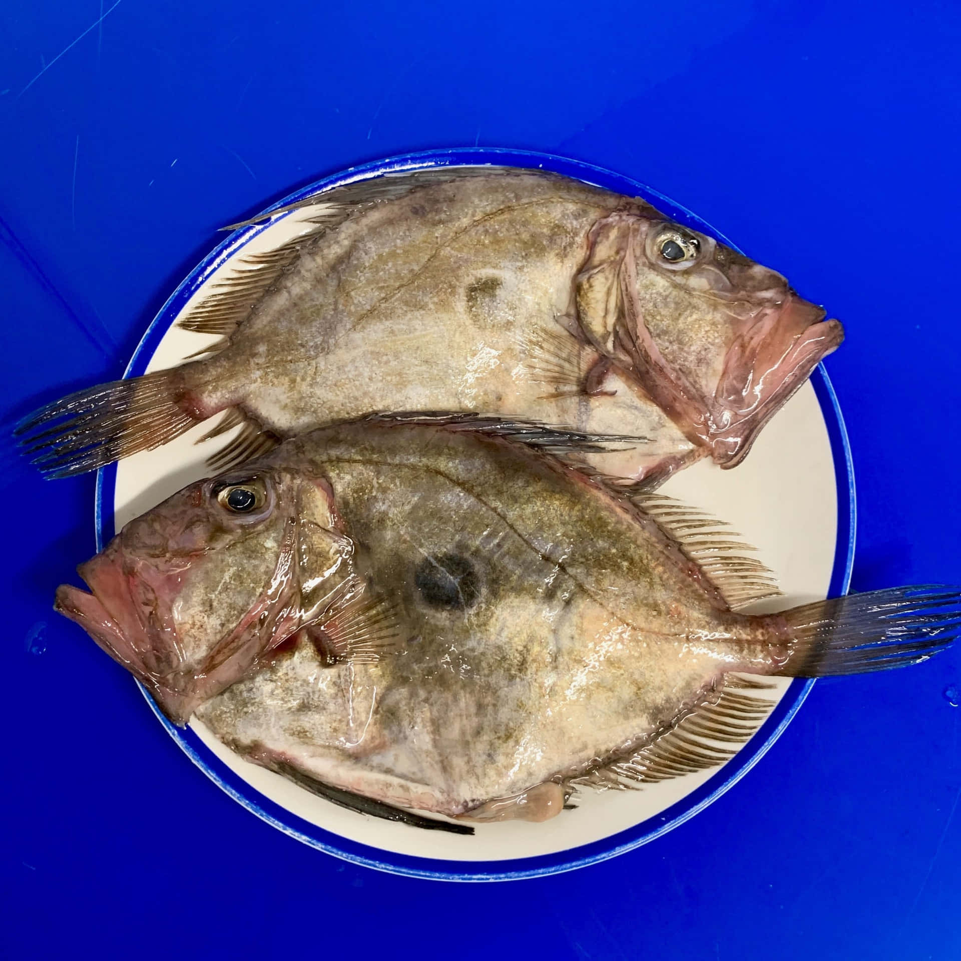  壁紙 — 兩條生比目魚放在一個藍邊白碟上，襯托著鮮豔的藍色背景。