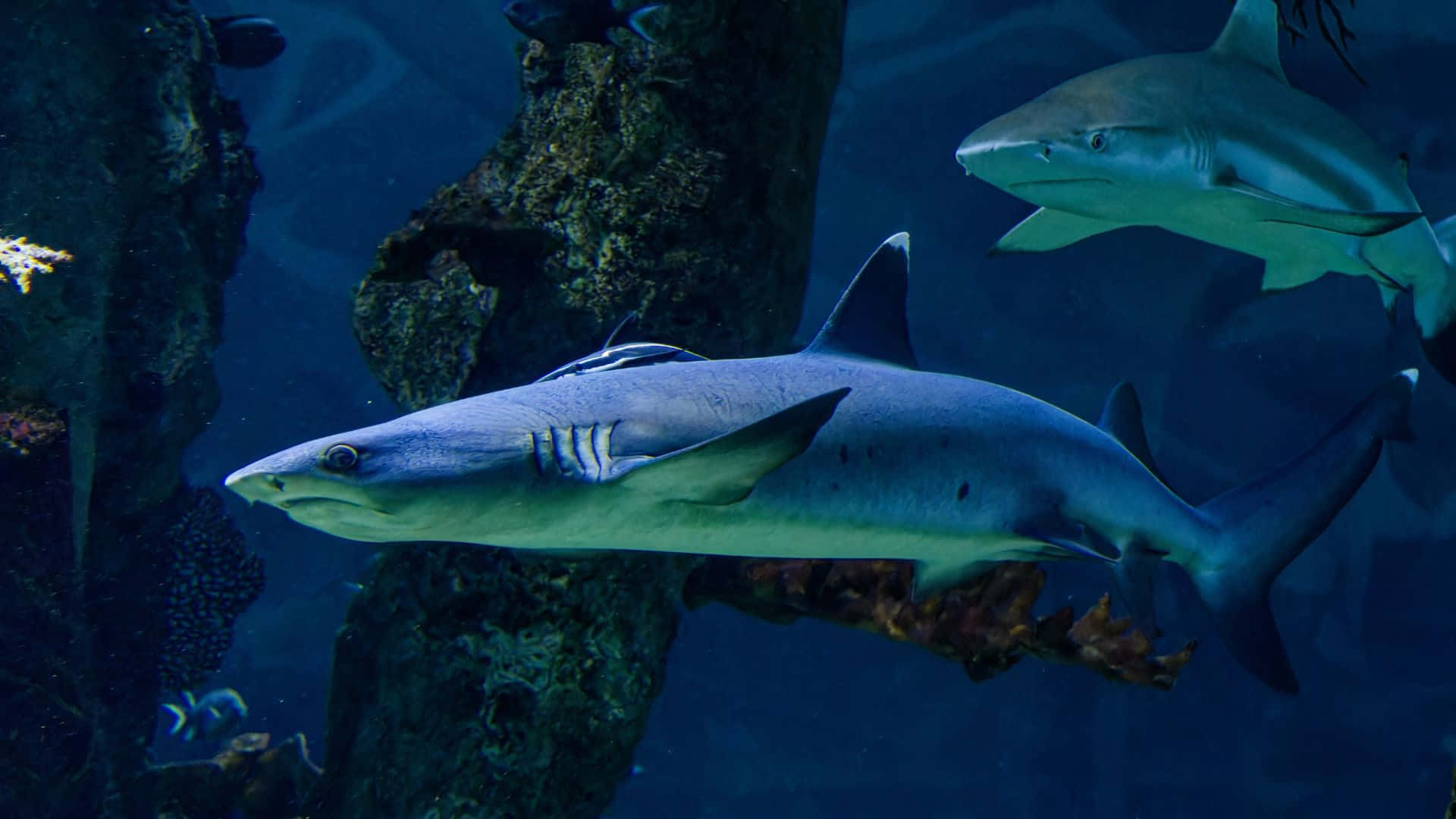  壁紙 — 兩條流線型鯊魚喺水族館環境中，喺岩石珊瑚形成附近嘅深藍色水中滑行。