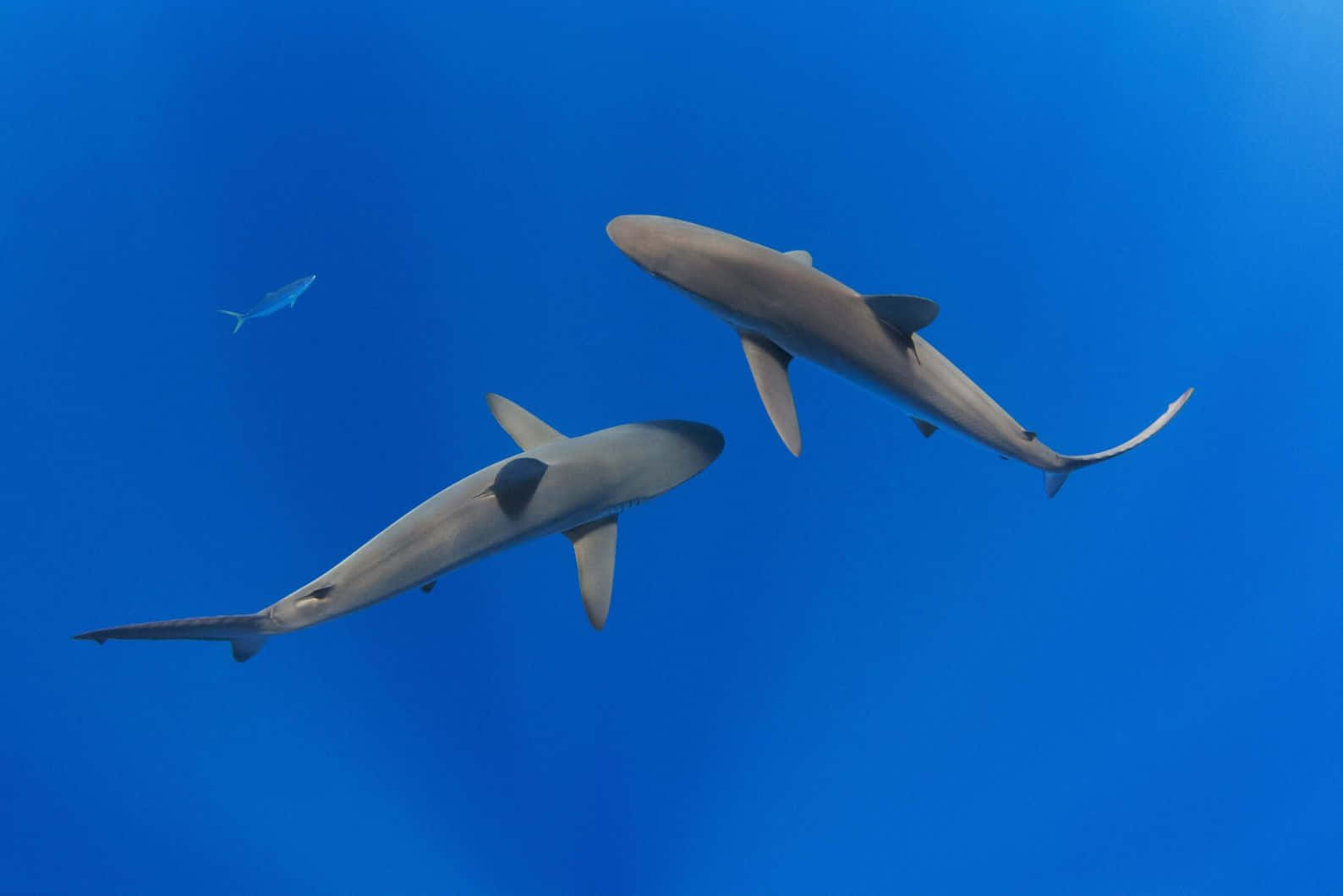  壁紙 — 兩條流線型的鯊魚喺充滿活力嘅藍色海水入面滑行，附近有一條小魚快速游過。