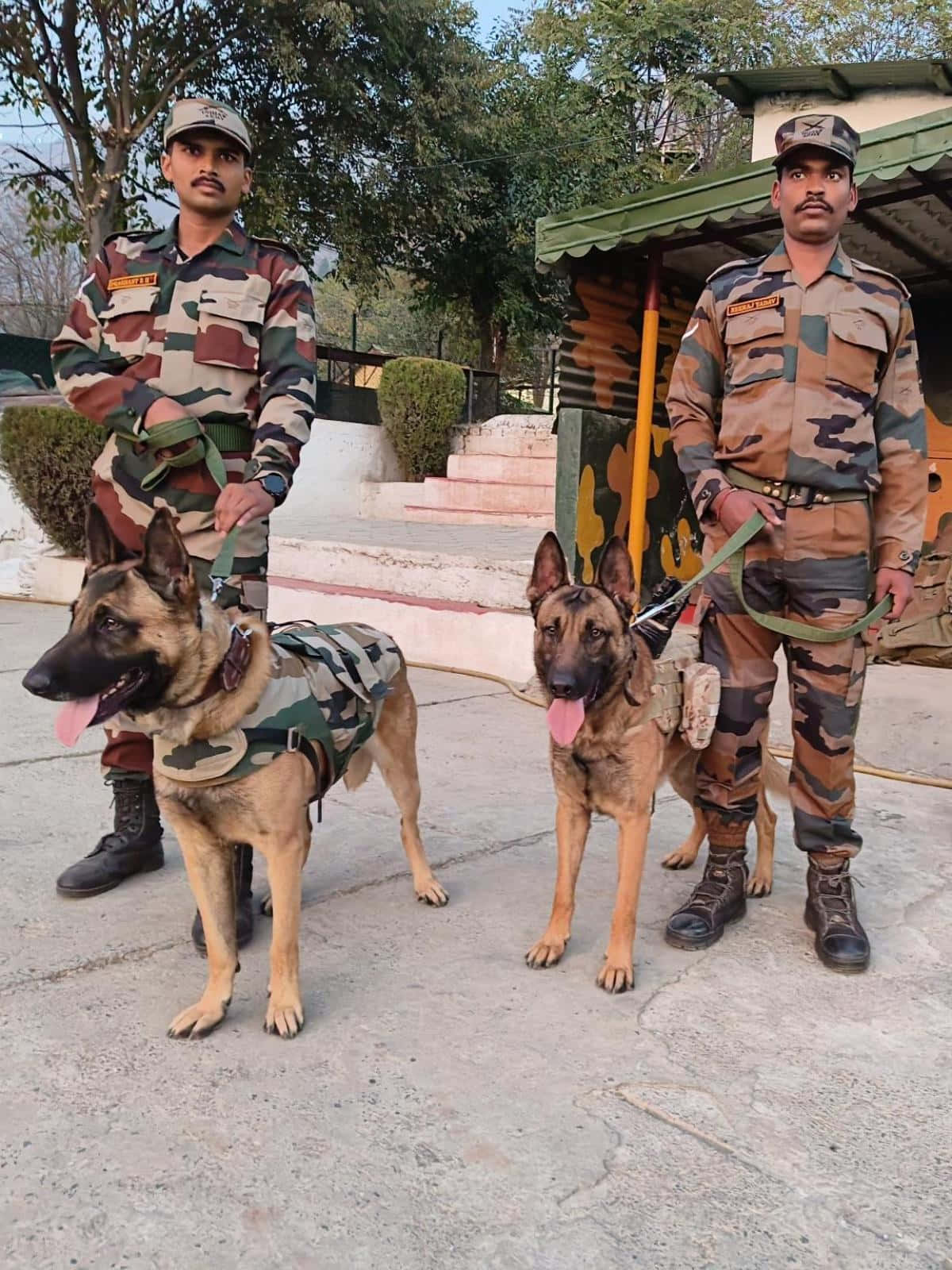  壁紙 — 兩名身穿迷彩軍服的士兵與他們的德國牧羊犬（佩戴相配的戰術背心）站在戶外。