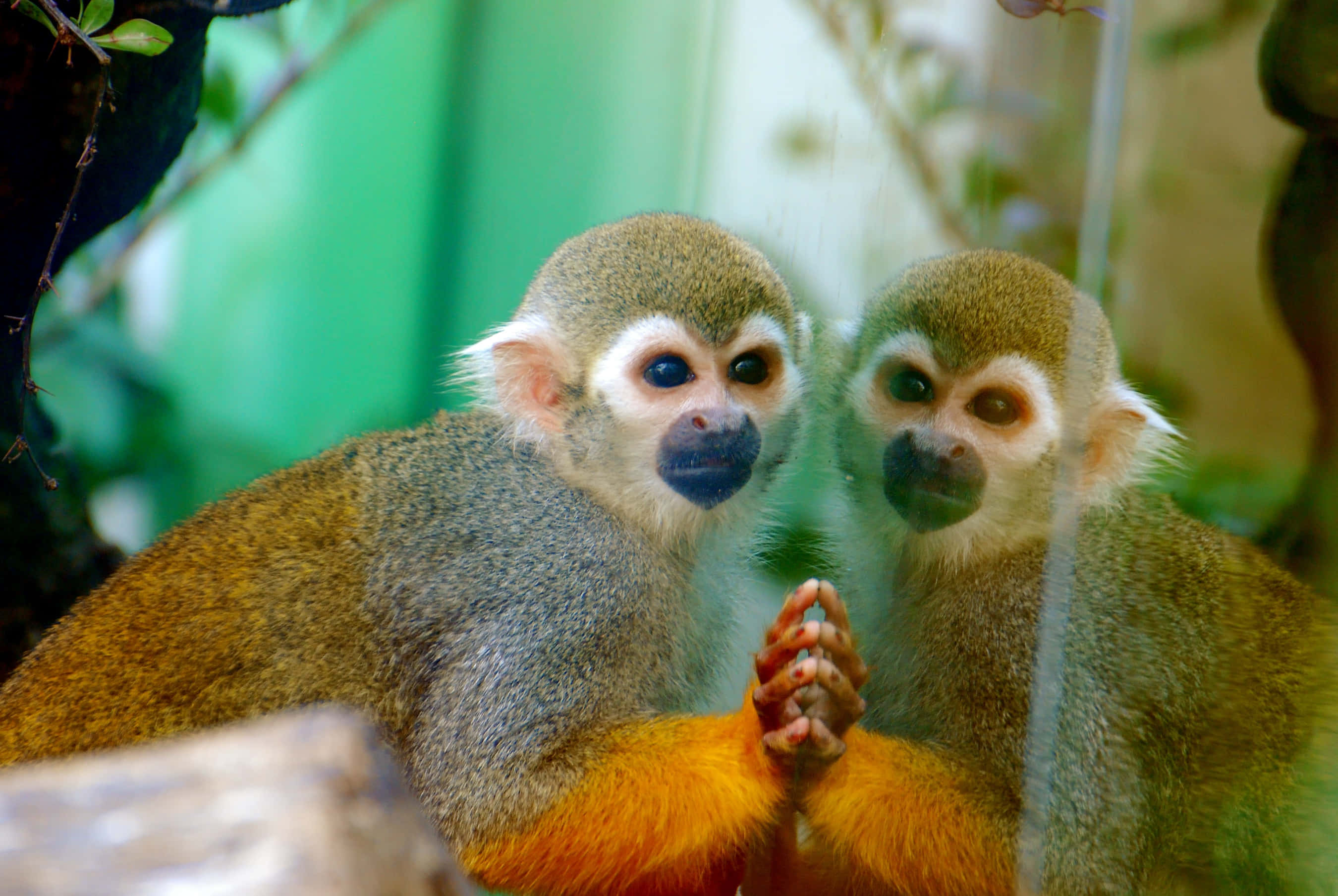 Squirrel Monkey 桌布 壁紙 — 兩隻橙肢黑臉的松鼠猴在茂密的綠色圍欄中緊挨著坐在一起，握著爪子。