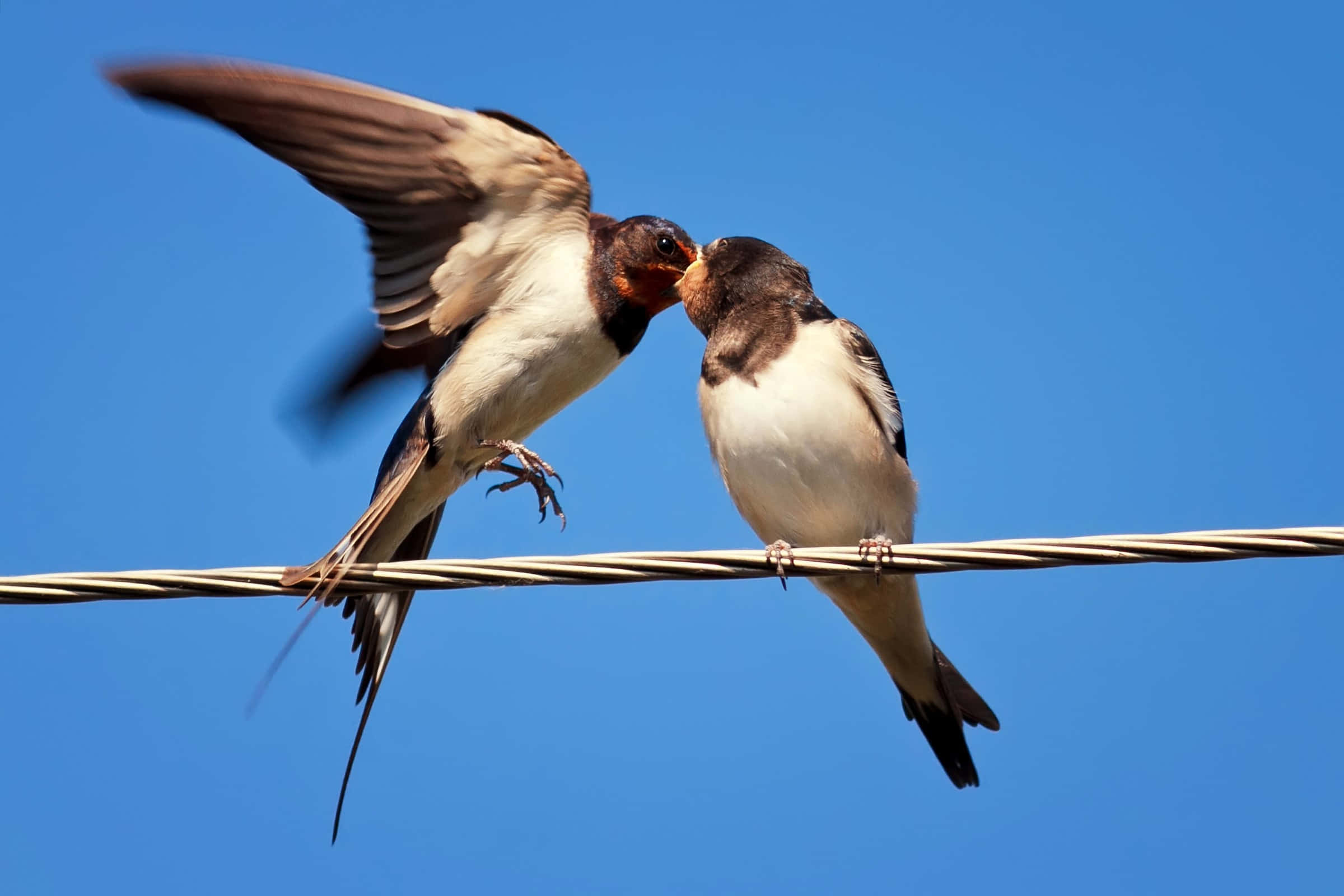 Swallow Bird 桌布 壁紙 — 兩隻燕子棲息在電線上，背景是晴朗的藍天，其中一隻正在餵食另一隻，翅膀因動作而略顯模糊。