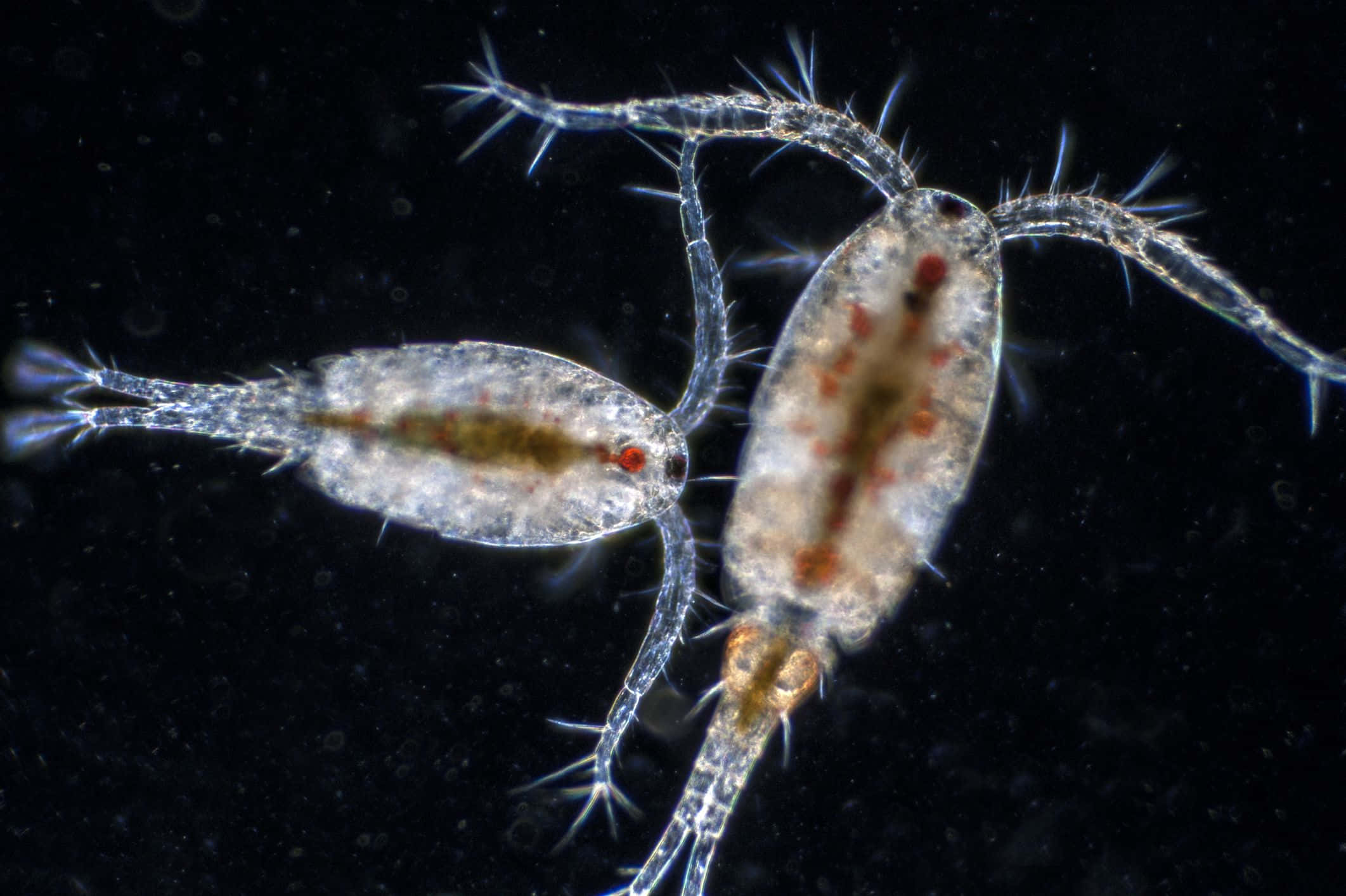 Amphipod 桌布 壁紙 — 兩隻半透明嘅顯微甲殼類動物，有刺狀肢體同紅色眼睛，喺深色背景上漂浮。