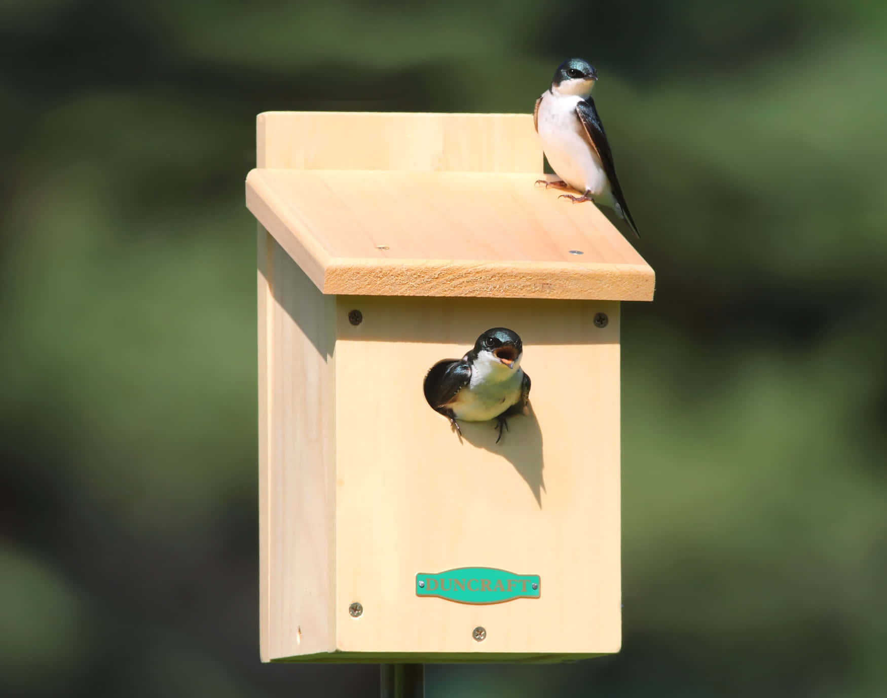 Swallow Bird 桌布 壁紙 — 兩隻樹燕棲息在淺色木製巢箱上並窺視，背景是柔和的綠色模糊背景。