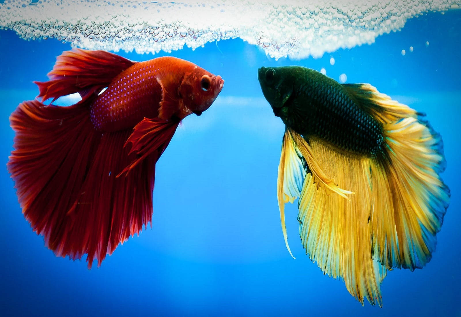 兩條色彩繽紛的鬥魚在藍色水中面對面，氣泡上升。