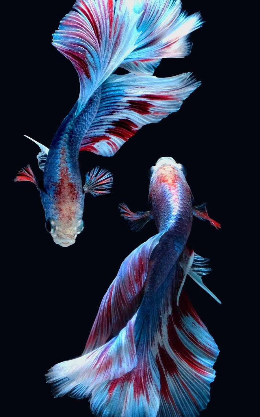 兩條色彩繽紛的鬥魚，帶有流動的魚鰭，在黑色背景下游動。