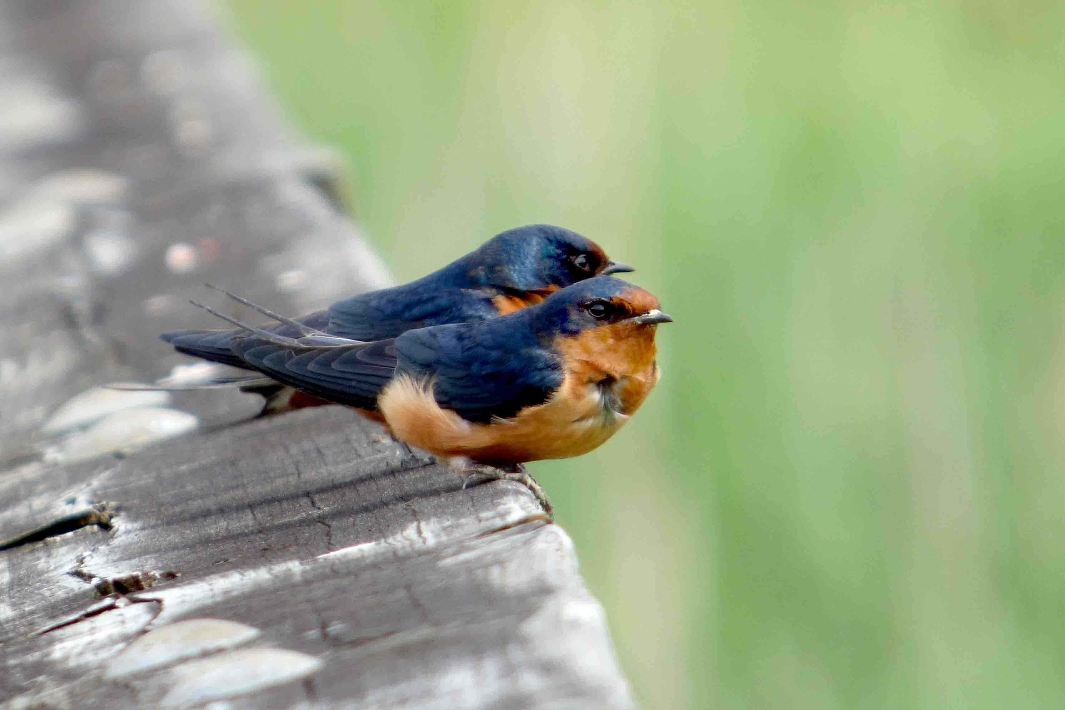 Swallow Bird 桌布 壁紙 — 兩隻色彩鮮豔的燕子緊密地棲息在一根風化的木樑上，背景是柔和的綠色模糊效果。