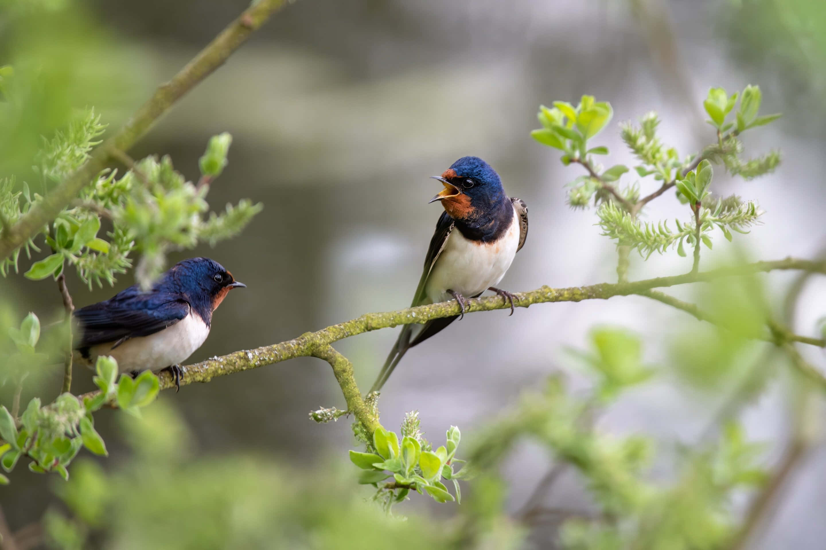 Swallow Bird 桌布 壁紙 — 兩隻色彩鮮豔的燕子棲息在枝葉茂密的樹枝上，一隻在嘰嘰喳喳，另一隻在柔和的模糊綠色背景下觀望。