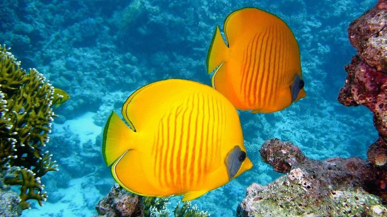 兩條黃色蝴蝶魚在清澈的藍色海水中滑過珊瑚礁。