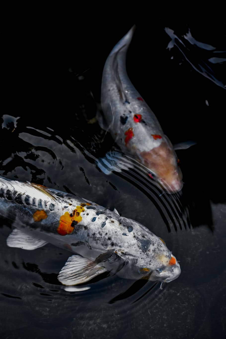 兩尾白鯉魚在池中悠遊