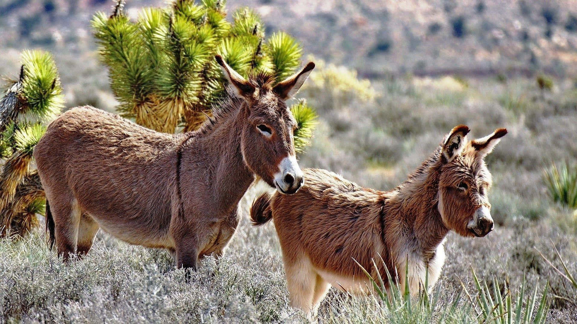 Mule 桌布 壁紙 — 兩隻野驢在陽光明媚的沙漠景觀中警覺地站立，周圍有約書亞樹和山艾樹。