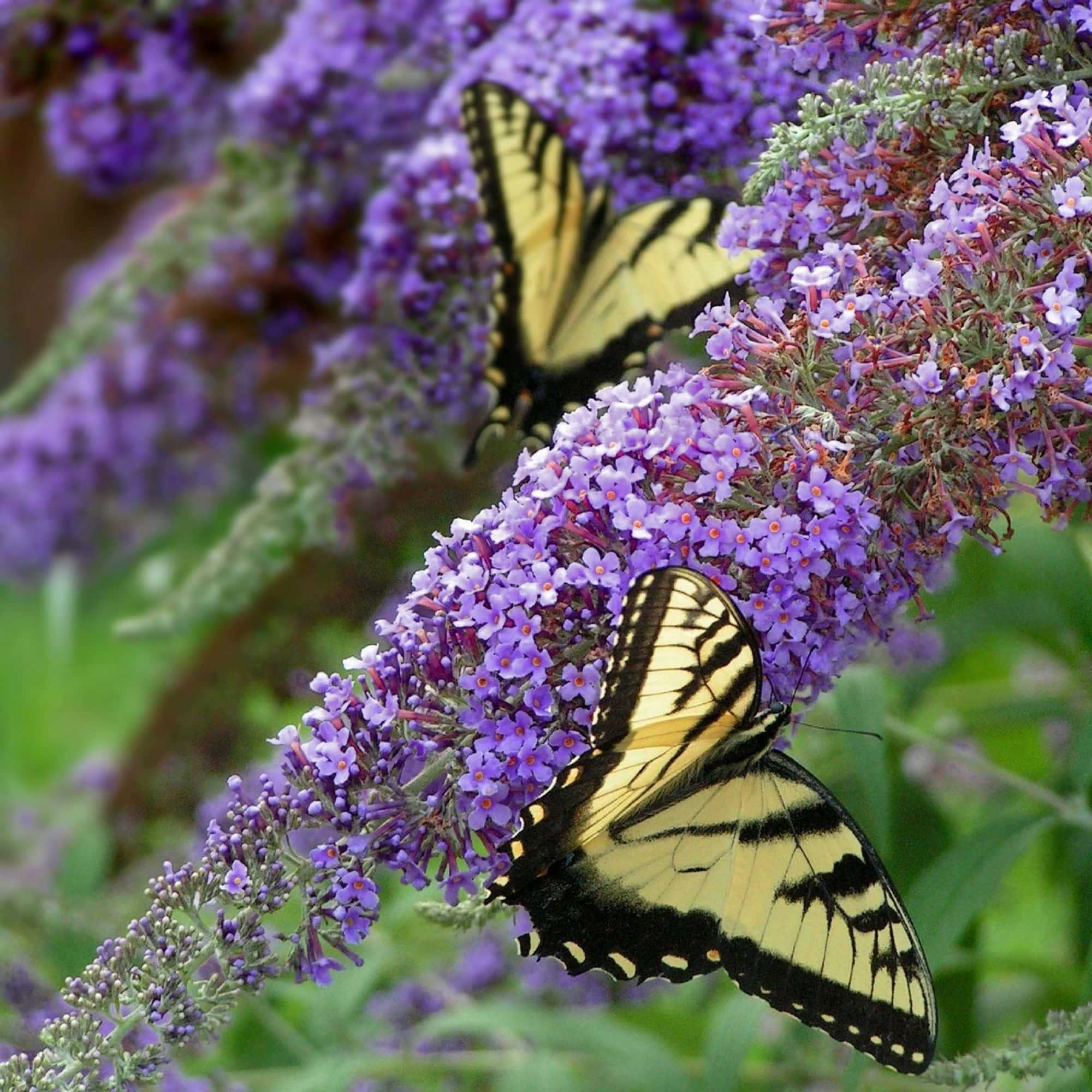 Butterfly Bush 桌布 壁紙 — 兩隻黃黑蝴蝶輕輕棲息在茂盛花園中鮮豔的紫色醉魚草花上。