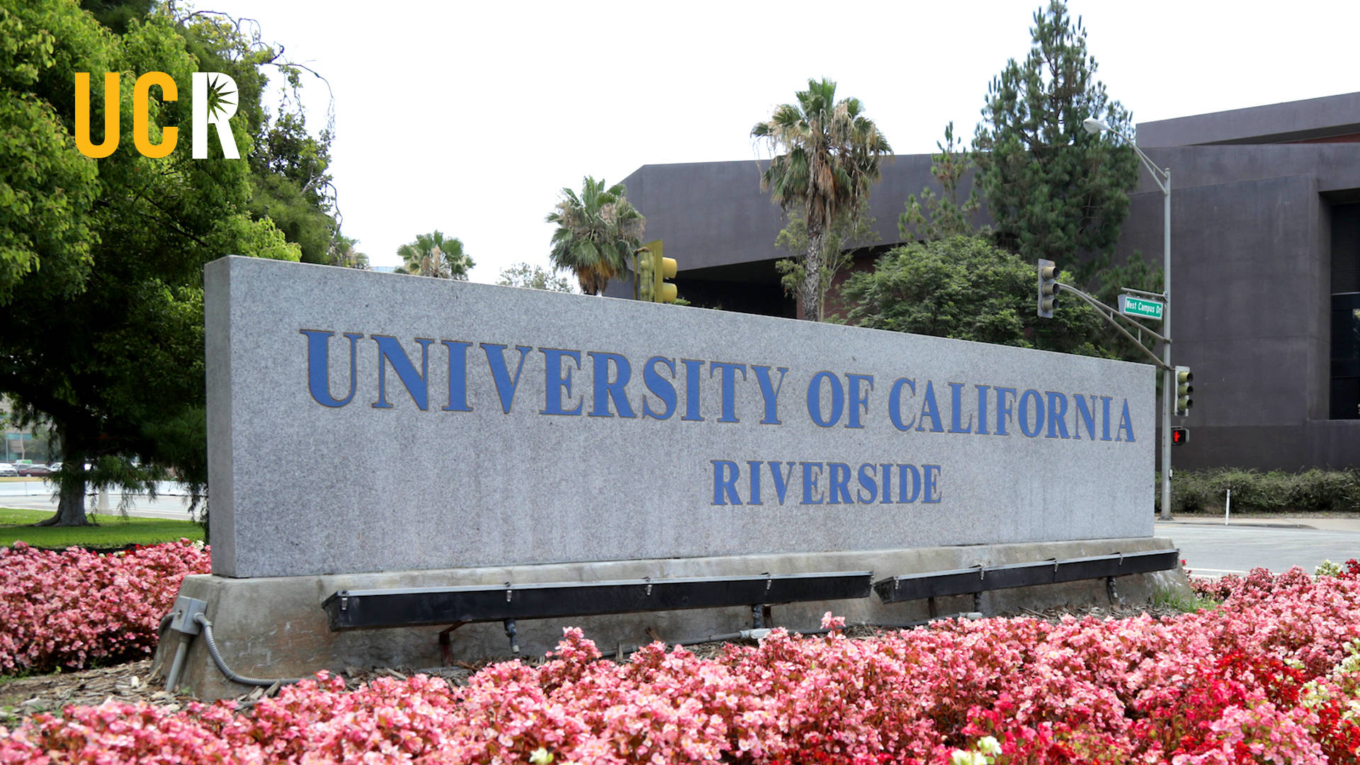 UCR 混凝土標誌與花壇 壁紙 — 加州大學河濱分校的一個大型石頭標誌，矗立在鮮豔的粉紅色花朵和棕櫚樹之間，天空晴朗。