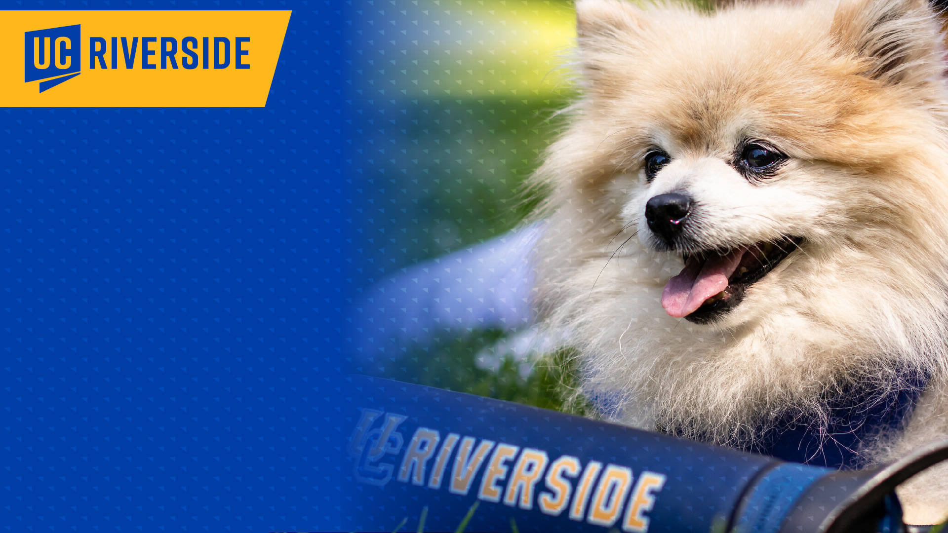 在UC Riverside校園的藍色嬰兒車中的毛茸茸博美犬