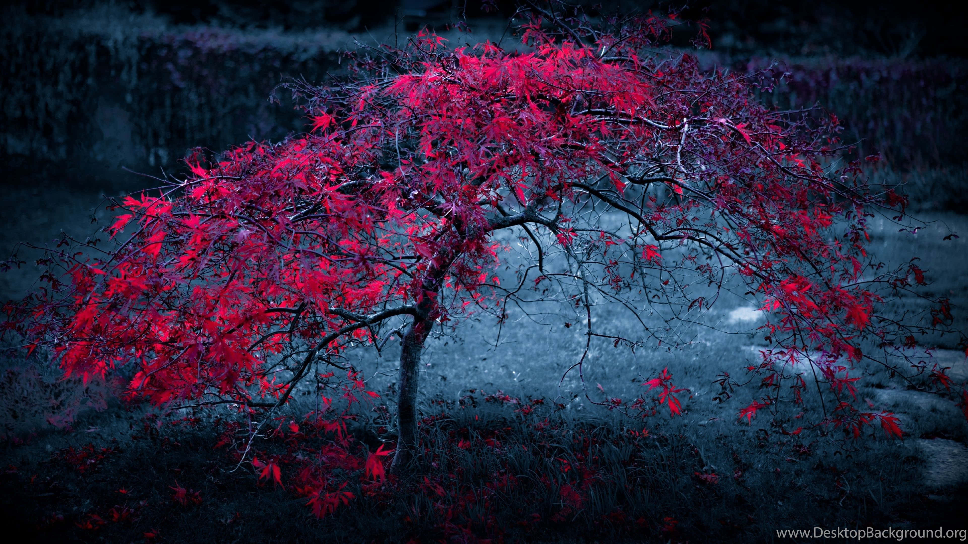 UHD 4K 桌面壁紙 壁紙 — 一棵孤獨的樹，帶著鮮豔的深紅色葉子，矗立在深藍色薄霧和陰影地面的憂鬱暮色背景下。