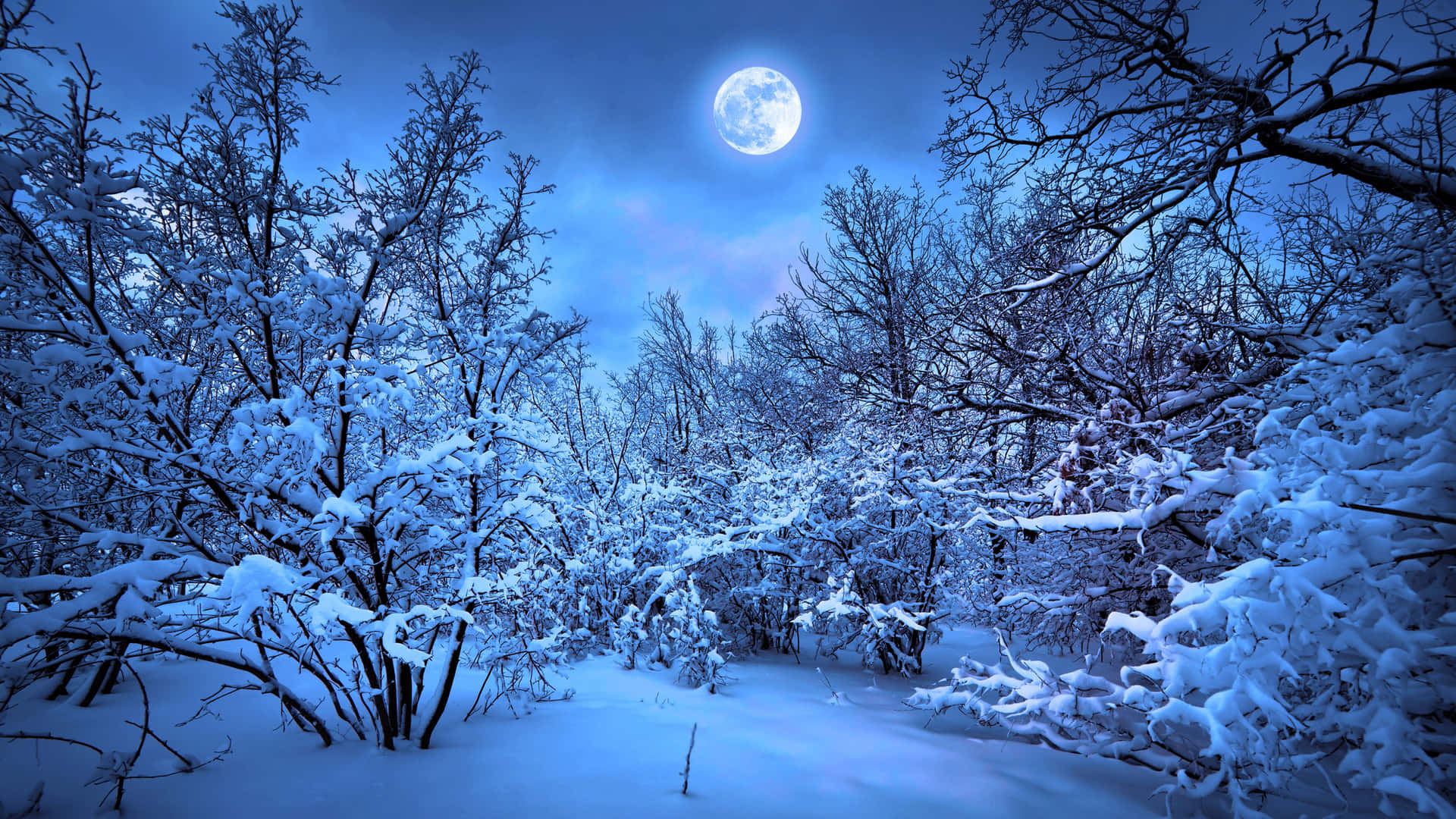 滿月下，夜晚的雪地森林，光禿禿的樹木覆蓋著霜。
