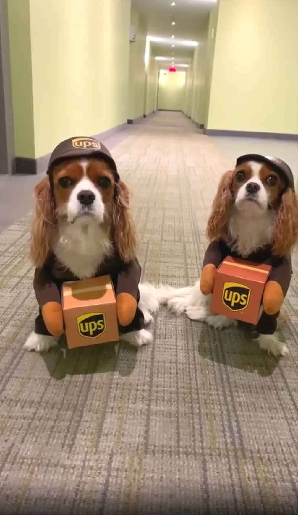 搞笑狗狗穿UPS服裝圖 壁紙 — 兩隻卡瓦利亞國王查理斯犬打扮成UPS送貨犬，坐在酒店走廊，手持紙板包裹。