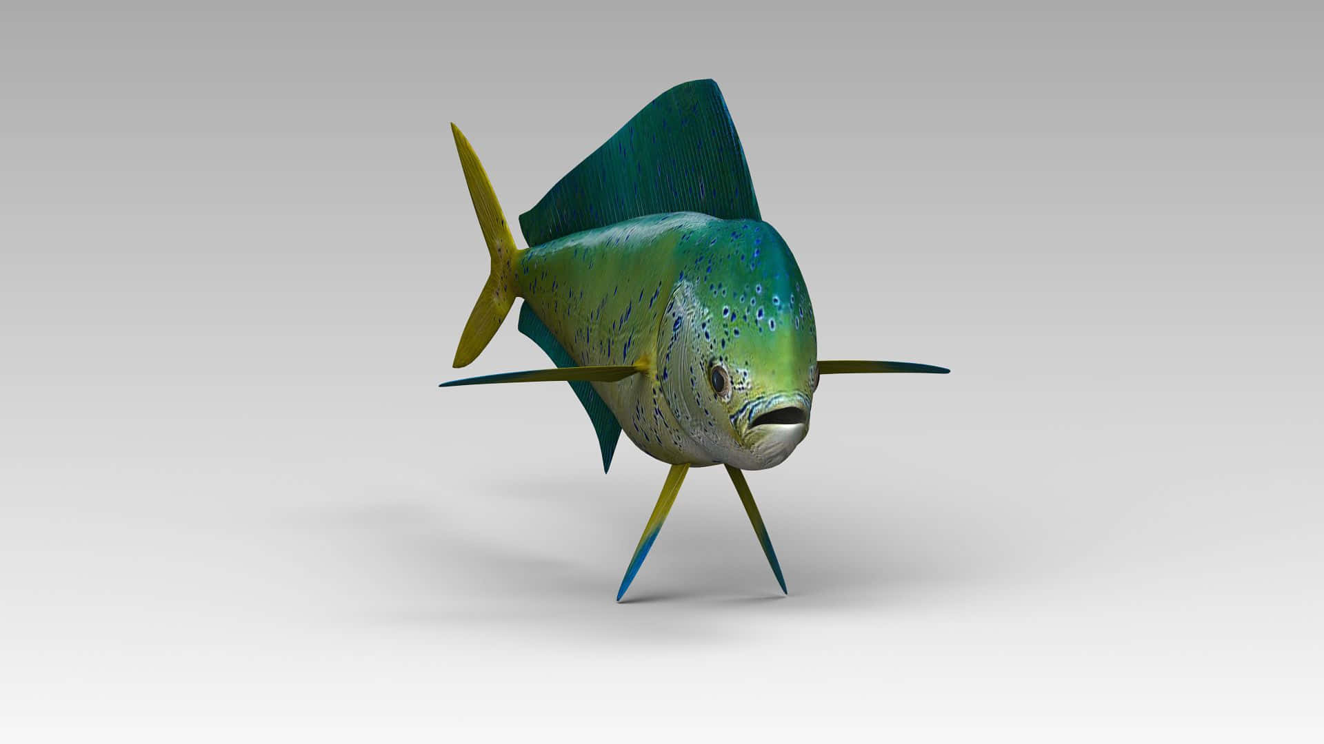 一條色彩繽紛的鬼頭刀魚3D模型，身體呈藍綠色，魚鰭為黃色。 — 邁阿密海豚 GIF 壁紙