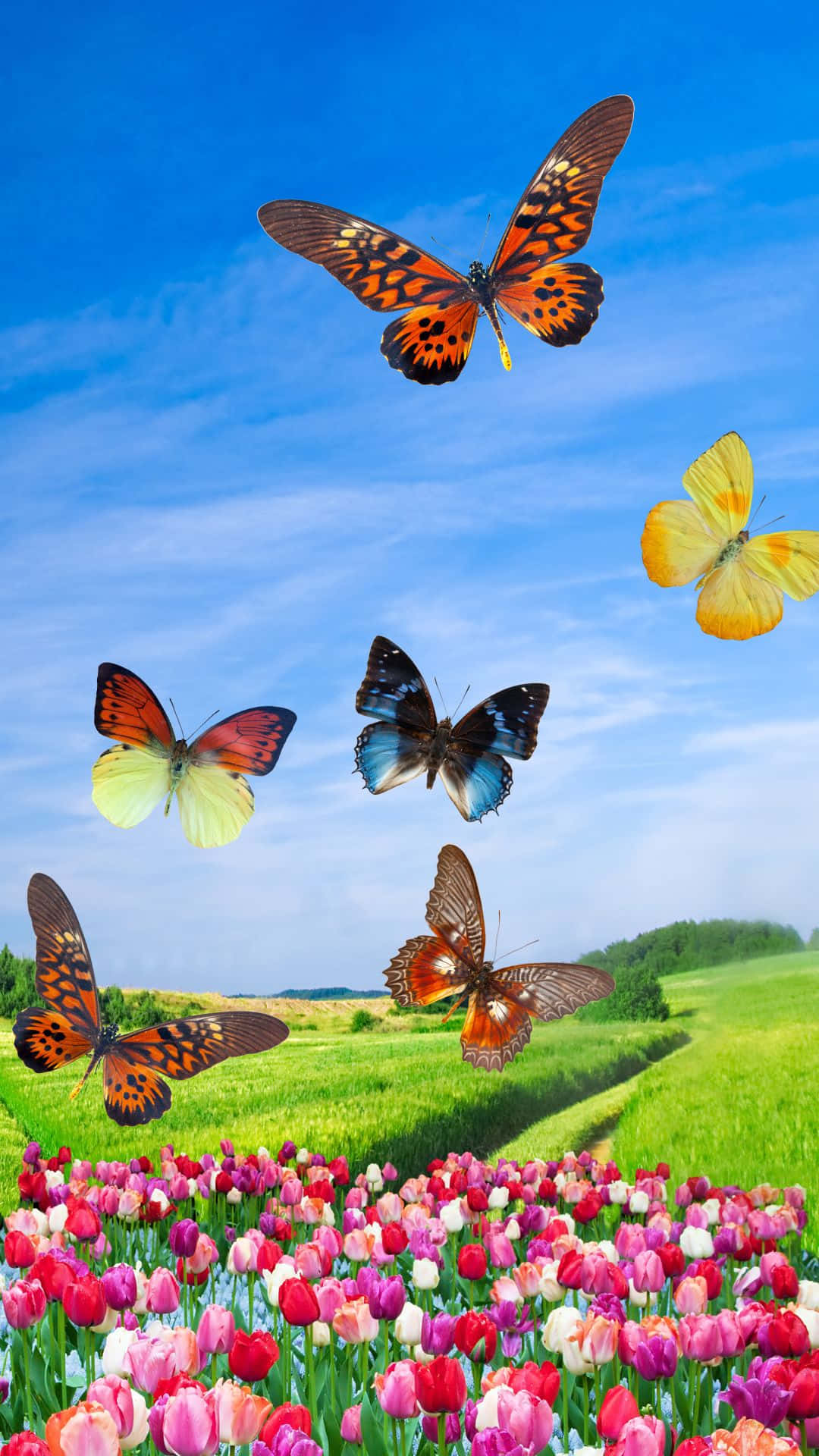 Spring Butterflies 桌布 壁紙 — 色彩繽紛的蝴蝶在蔚藍天空下，飛翔於開滿彩色鬱金香的翠綠田野之上。