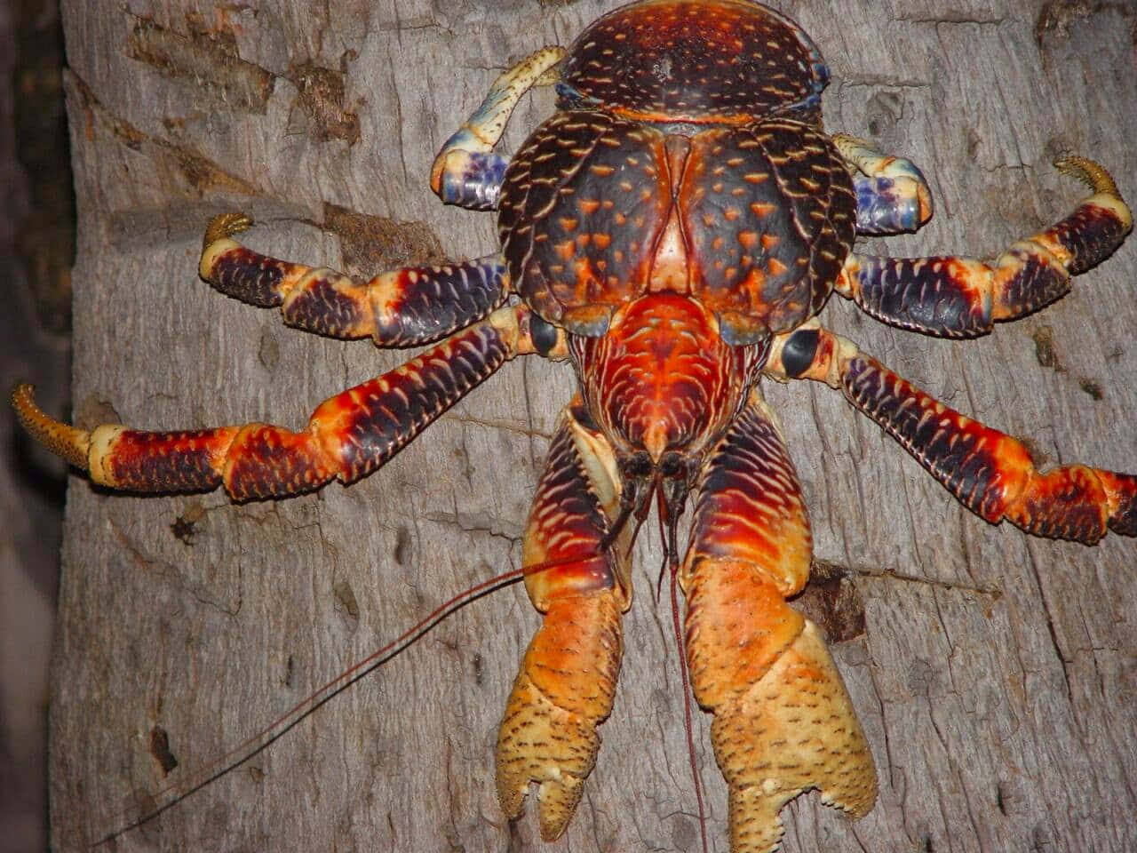 Coconut Crab 桌布 壁紙 — 一隻色彩鮮豔的椰子蟹，帶有橙色和藍色斑點的鉗子，緊貼在粗糙的木質表面上。